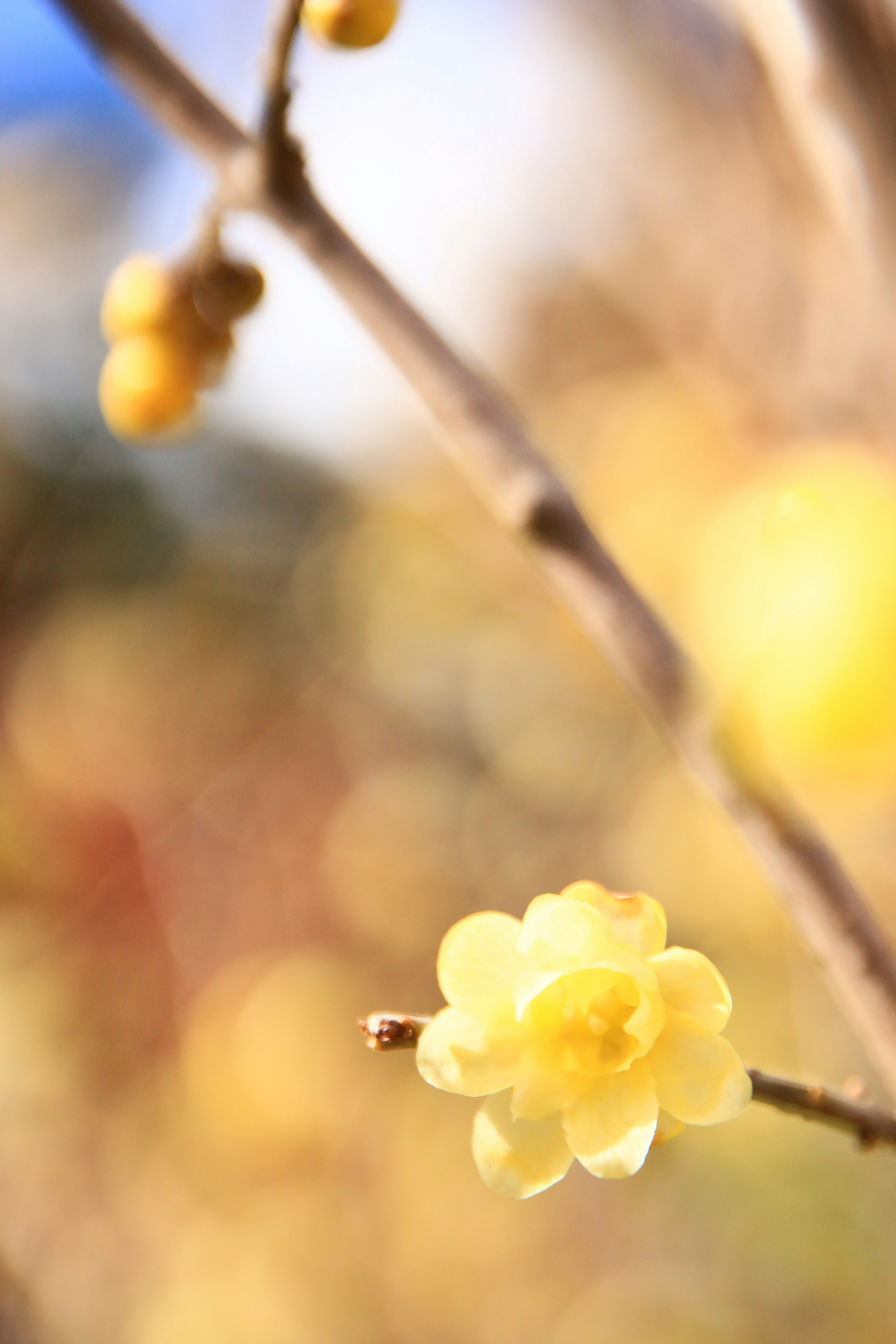 Primo piano di un fiore giallo in fiore su un ramo con sfondo sfocato