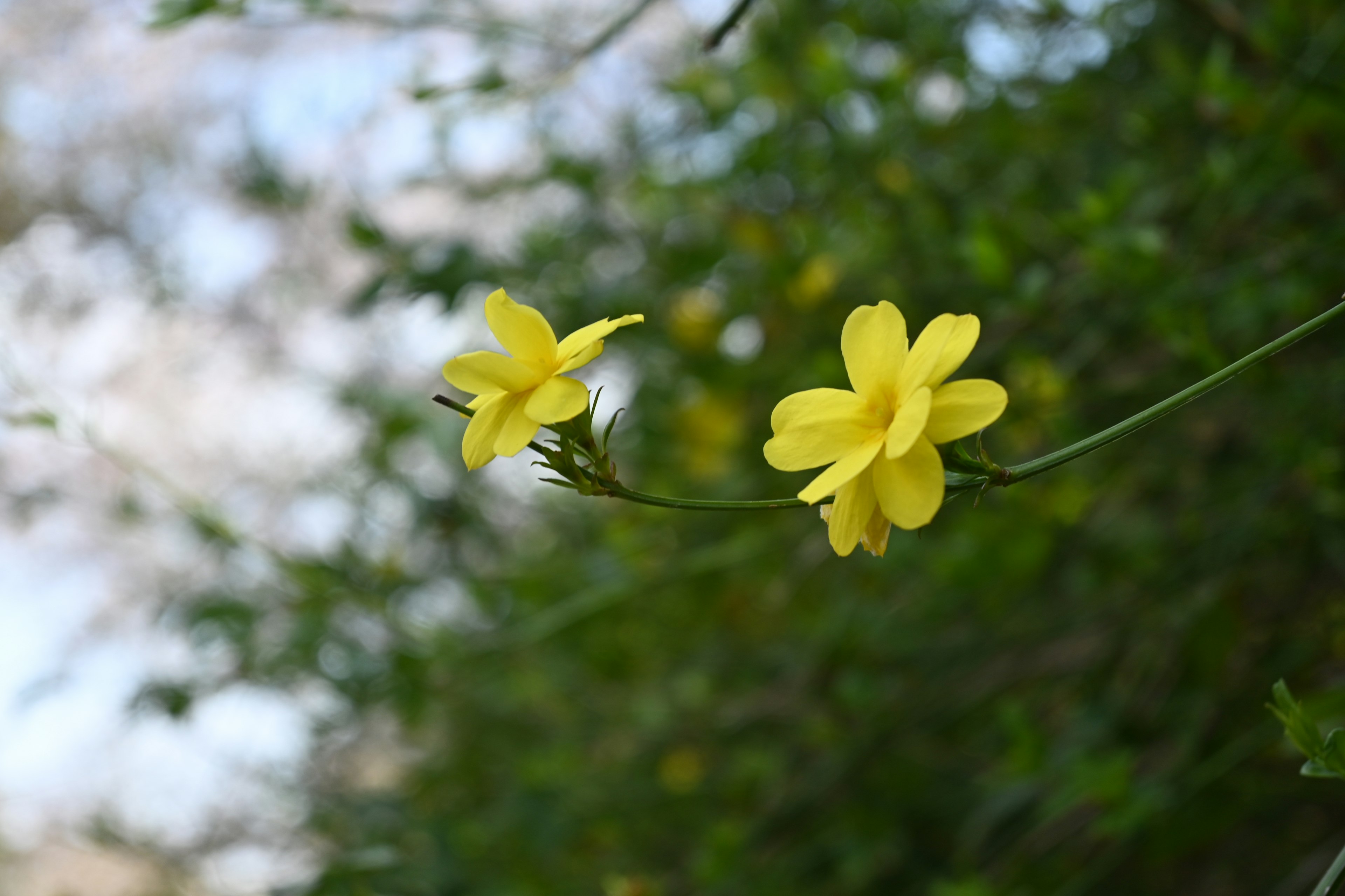 Hoa vàng nở trên nền xanh