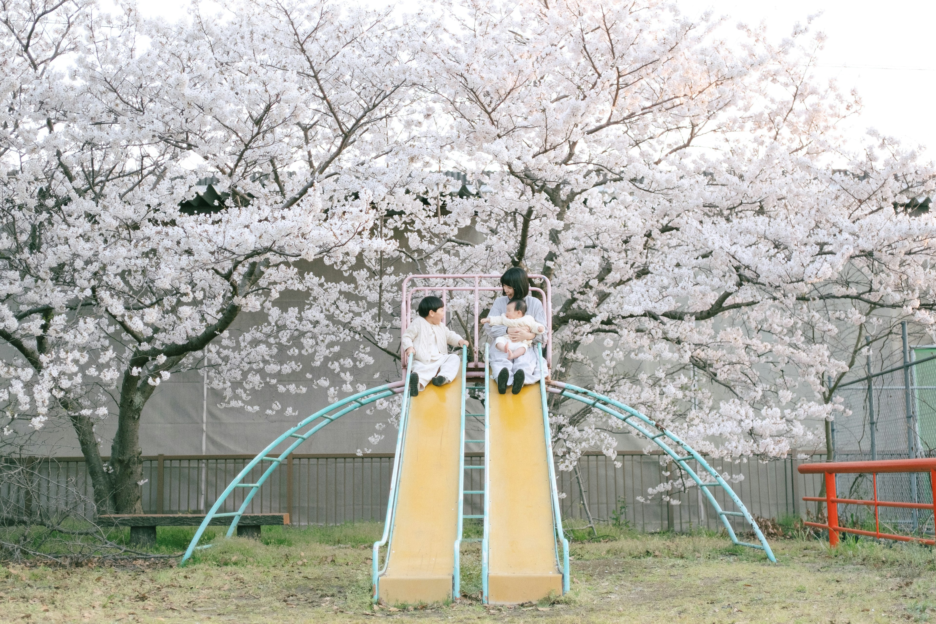 Children playing on slides under a cherry blossom tree