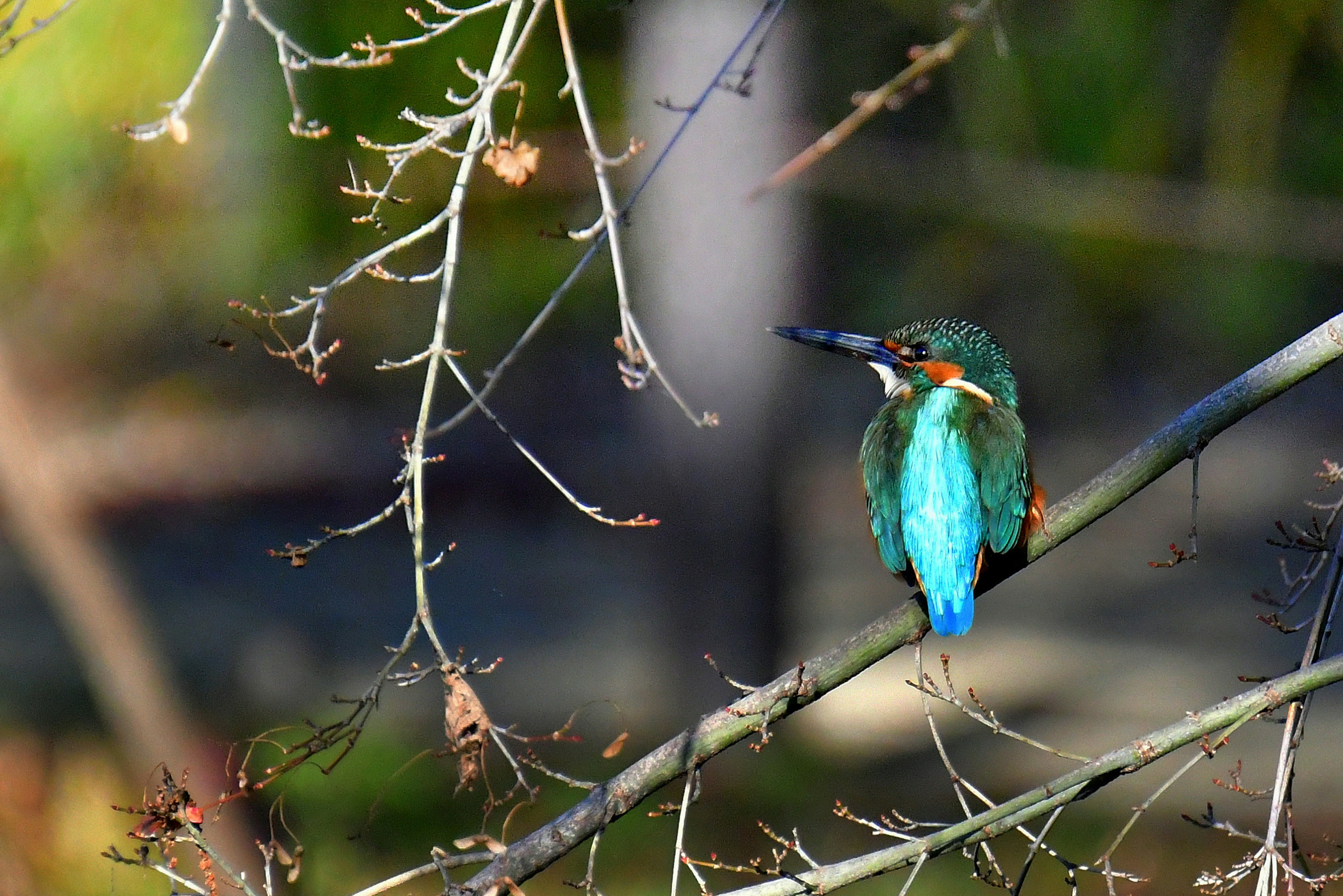 Un martin-pêcheur aux plumes bleues perché sur une branche d'arbre