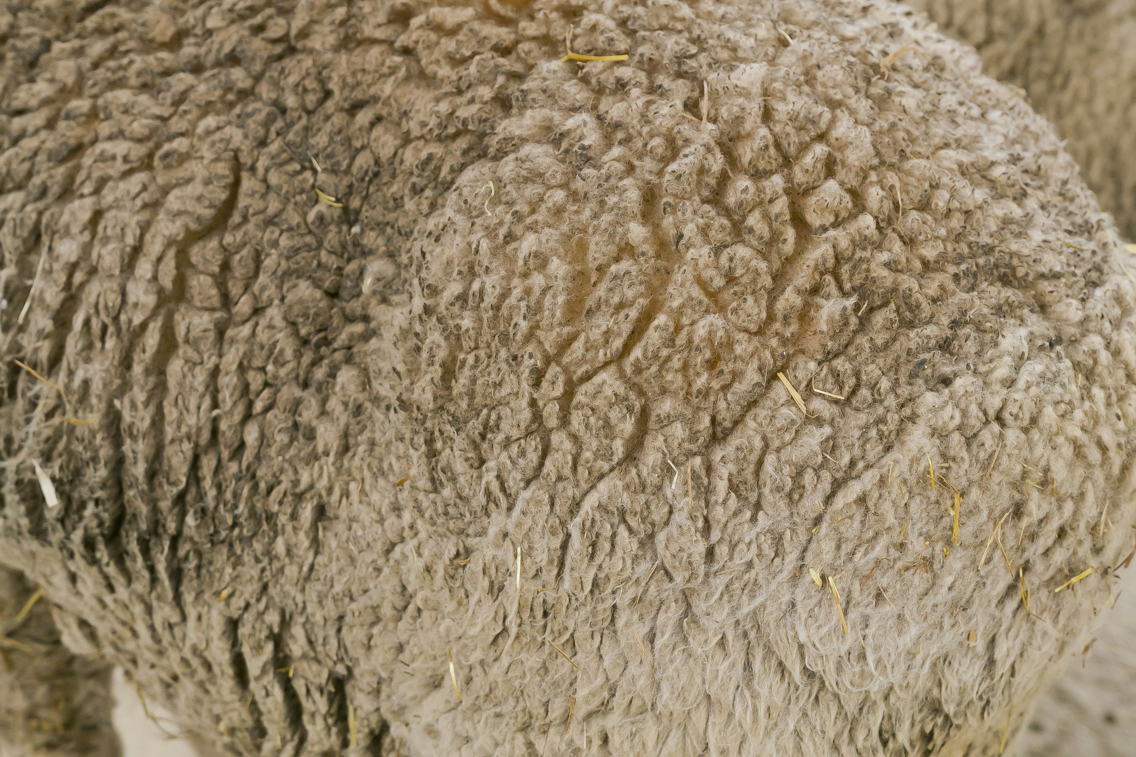 Close-up of sheep wool texture and color