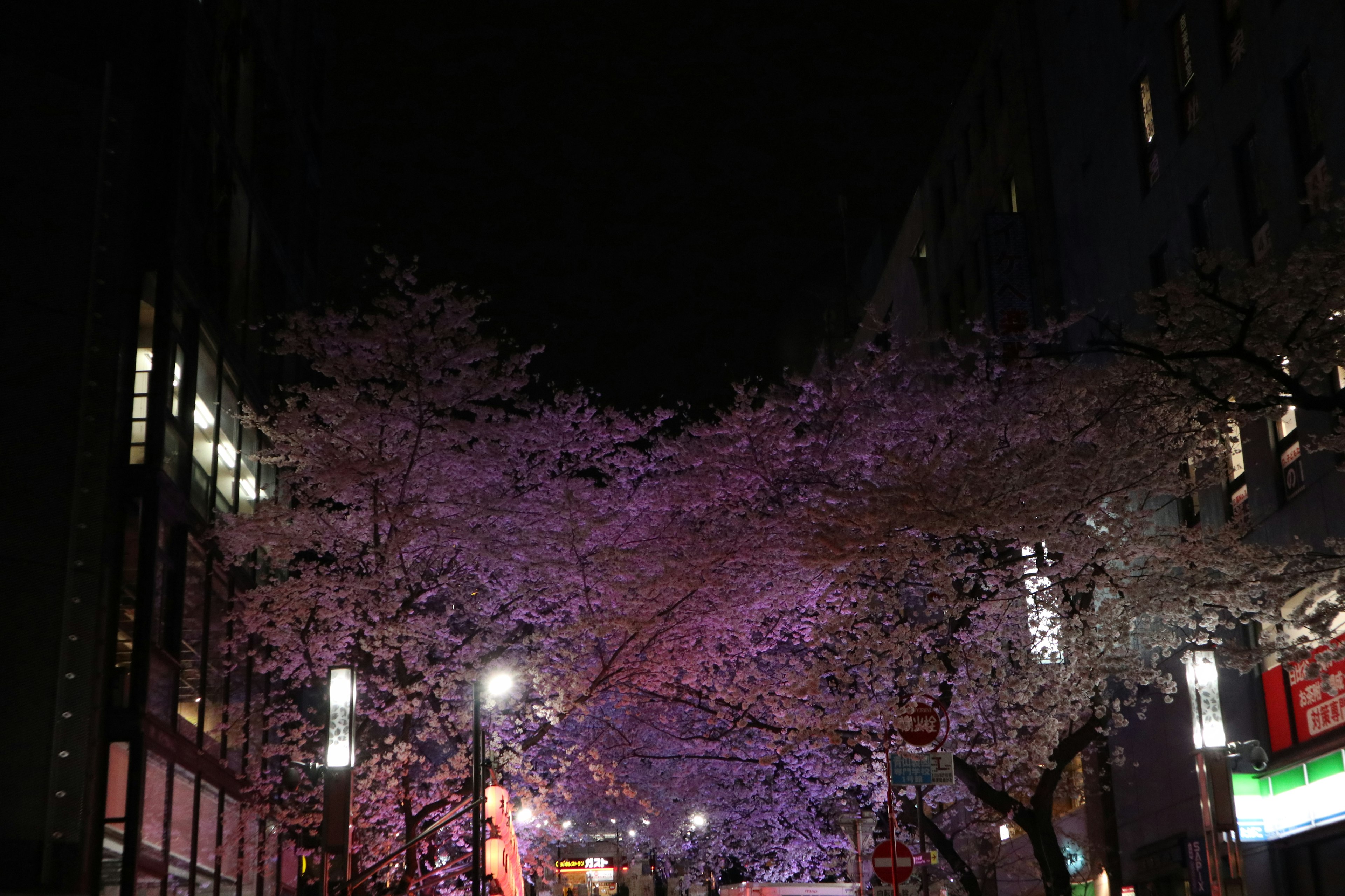 Beautiful night view of cherry blossoms illuminated in purple along the street