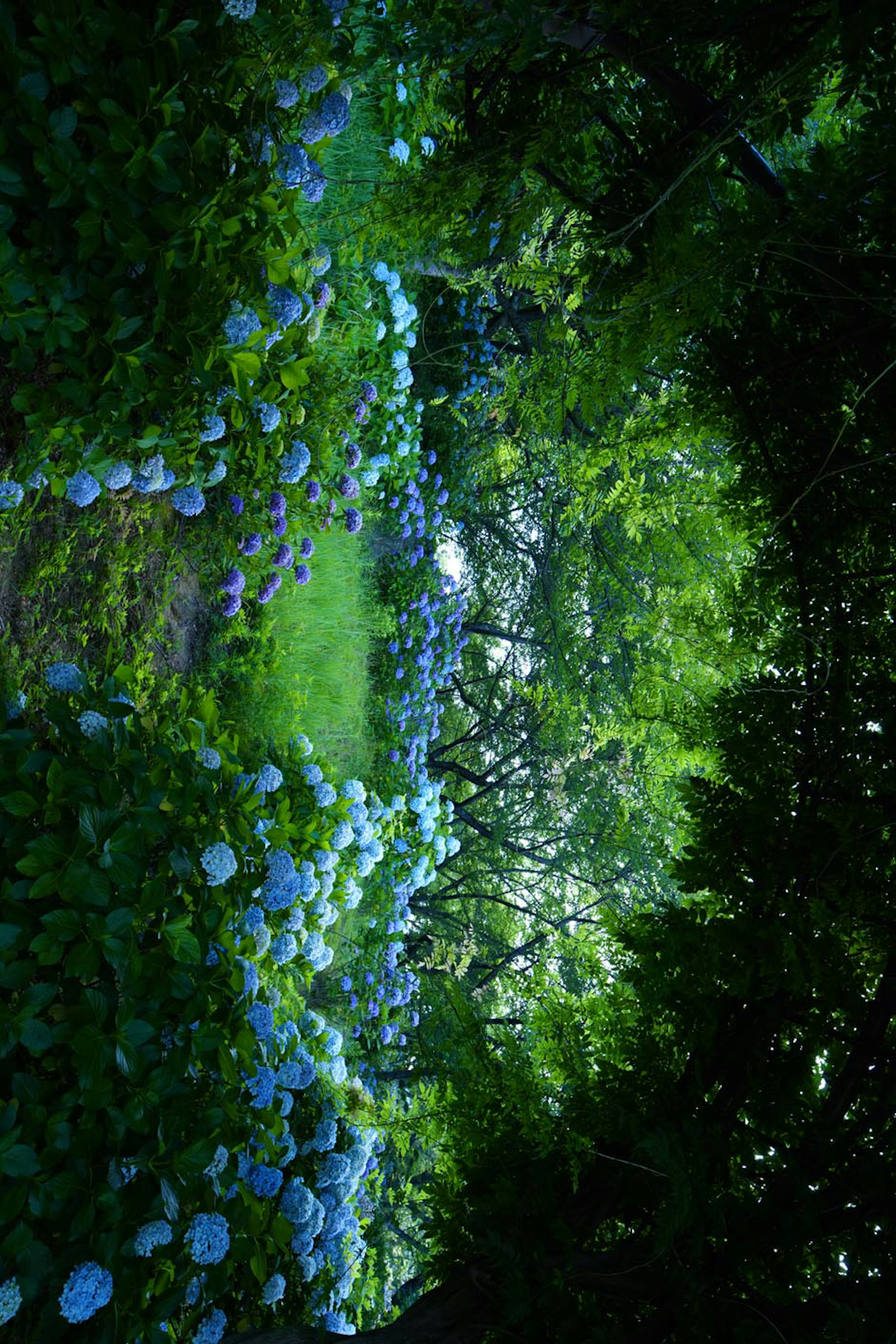 Ein ruhiger Waldweg gesäumt von blühenden blauen Blumen und üppigem Grün