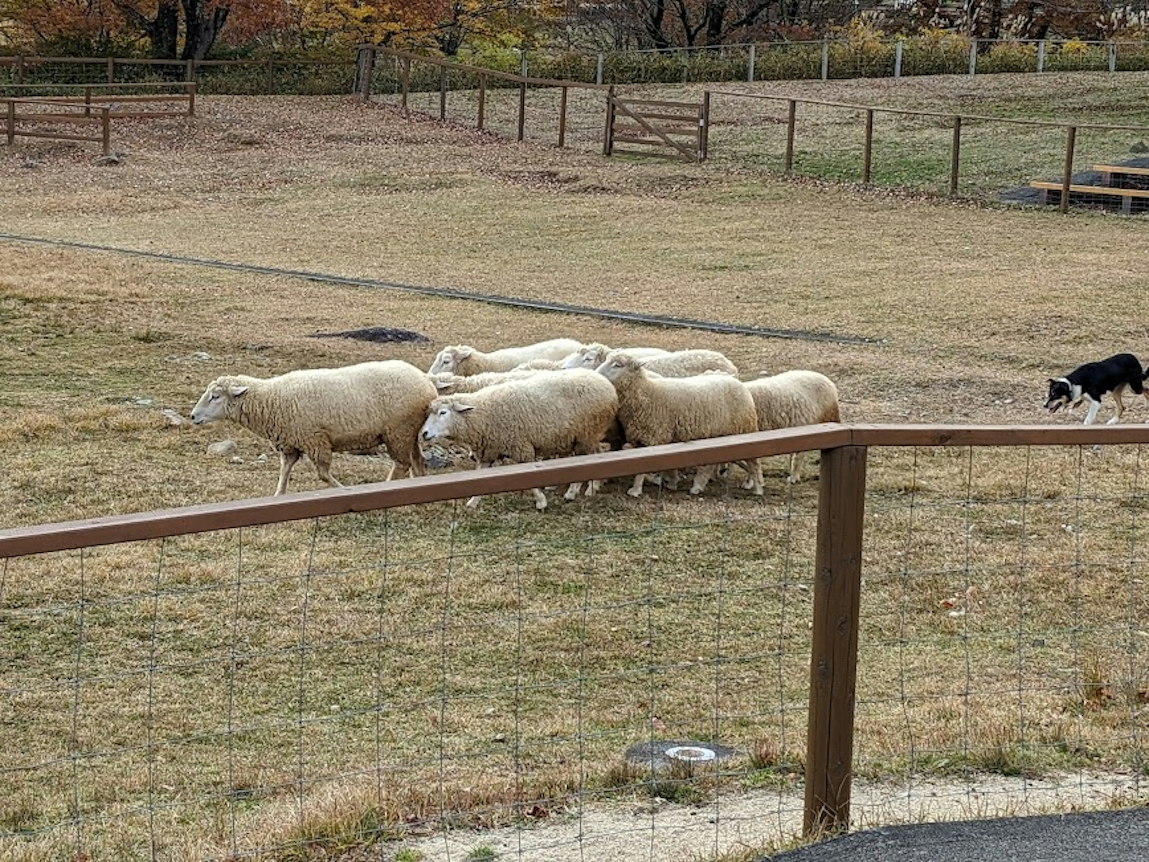 A flock of sheep with a dog in a pasture