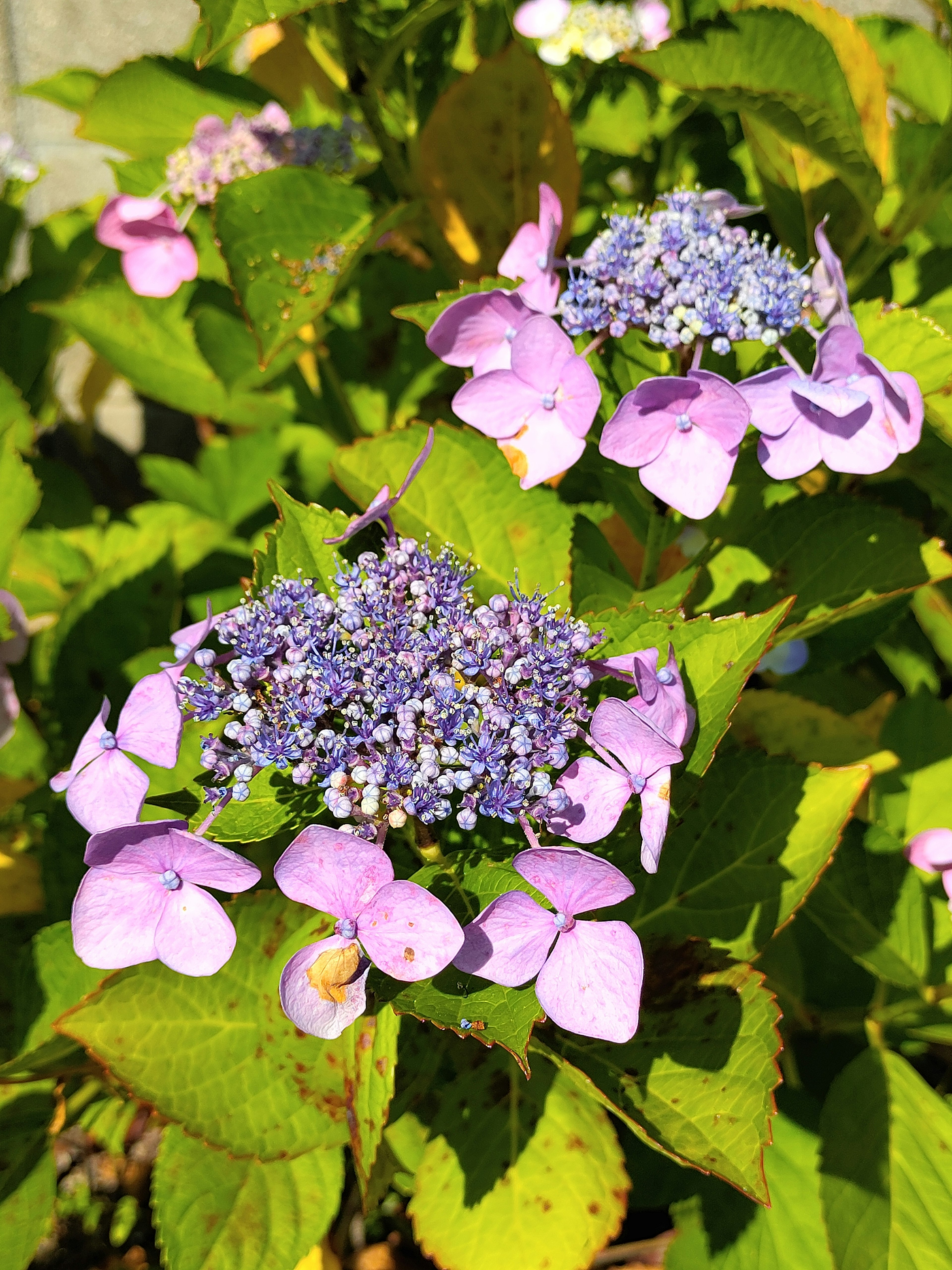 Pianta di ortensia con fiori viola e rosa