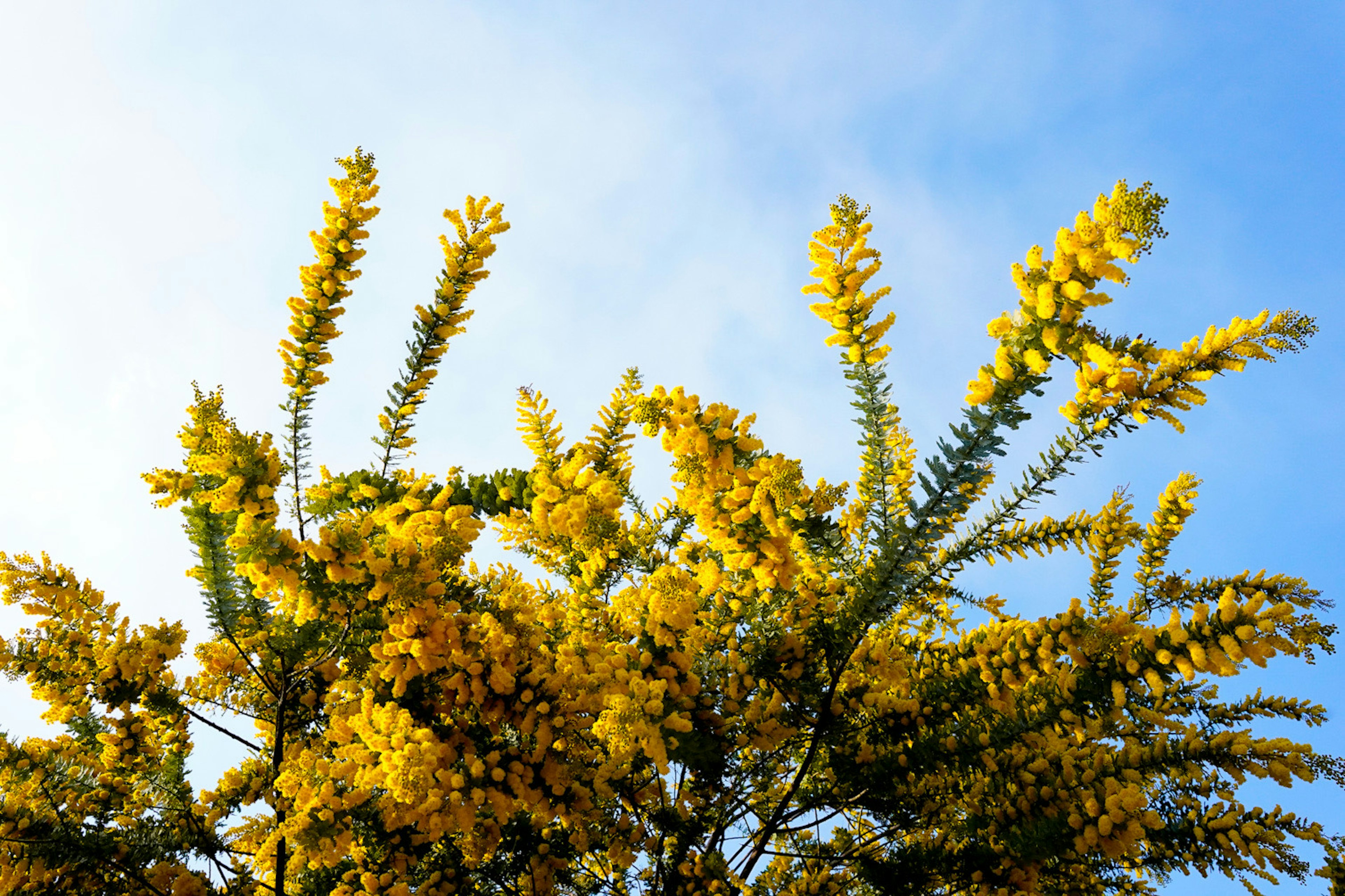 Bunga mimosa kuning mekar di bawah langit biru