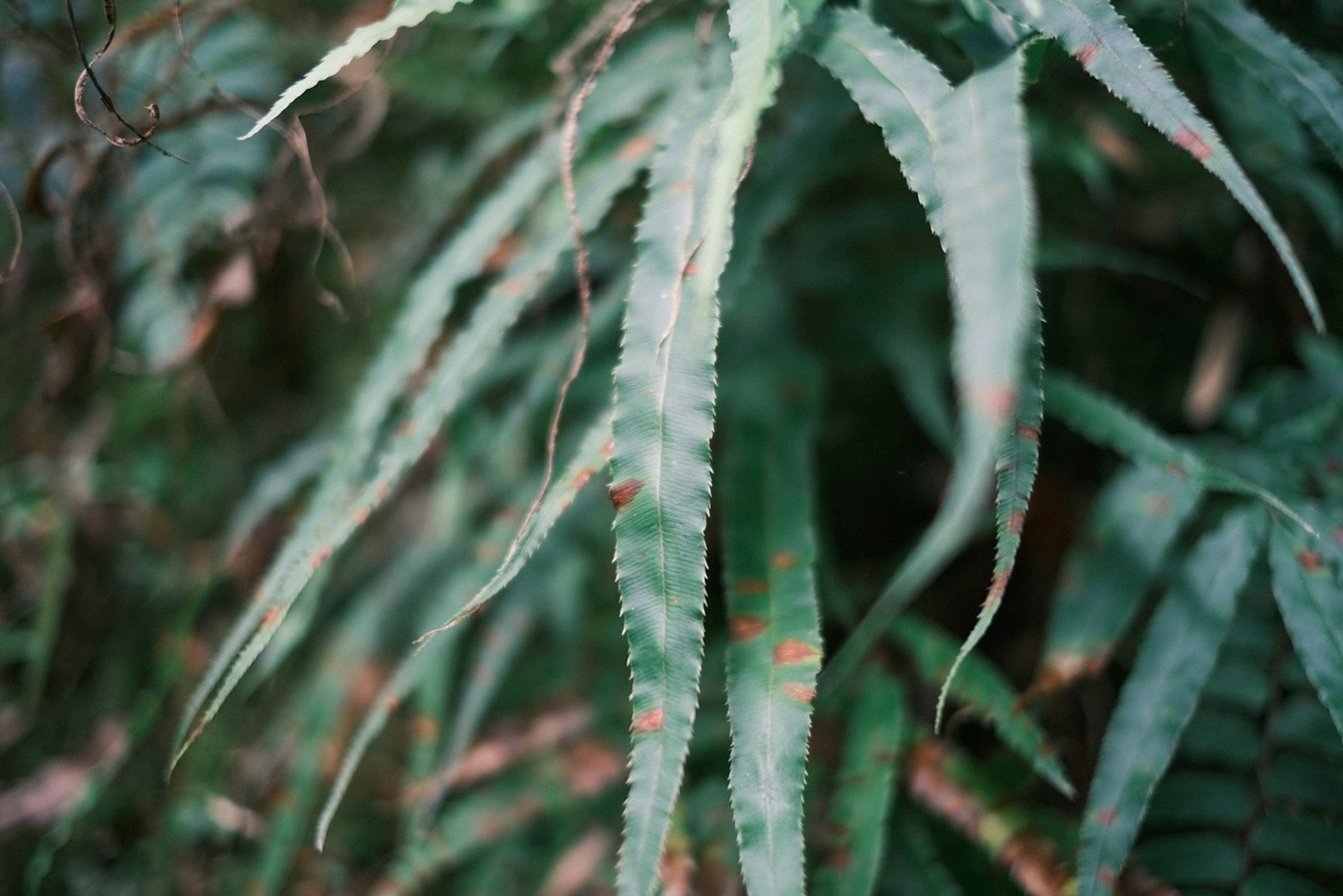 Close-up photo of a plant with distinctive green leaves