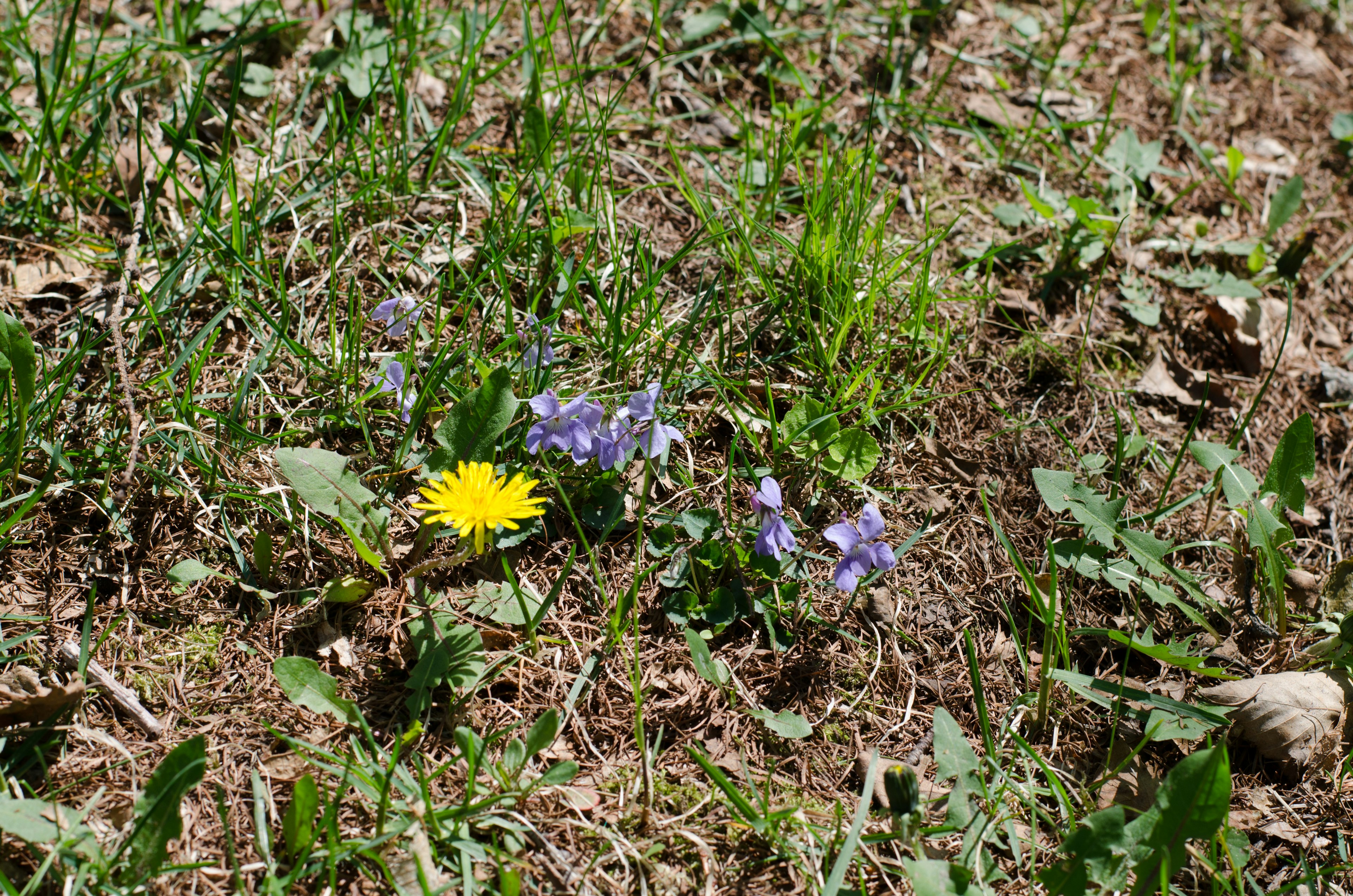 Gelber Löwenzahn und lila Blumen wachsen auf einer Wiese