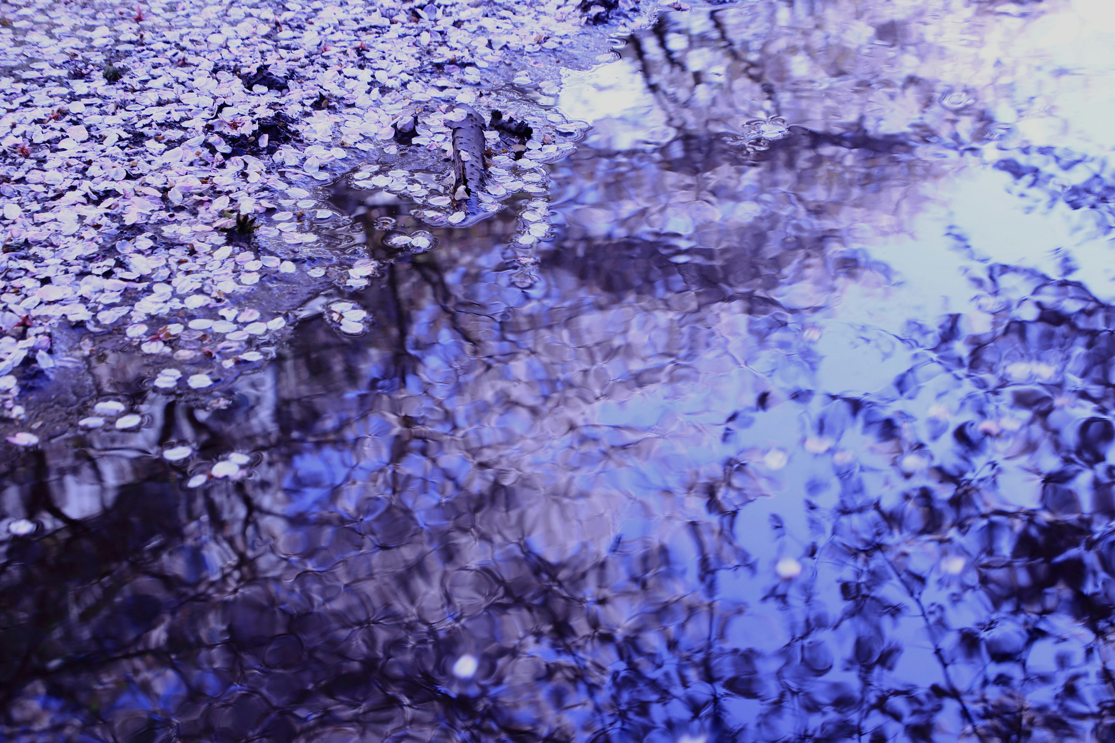 Reflet violet des arbres et des pétales à la surface de l'eau