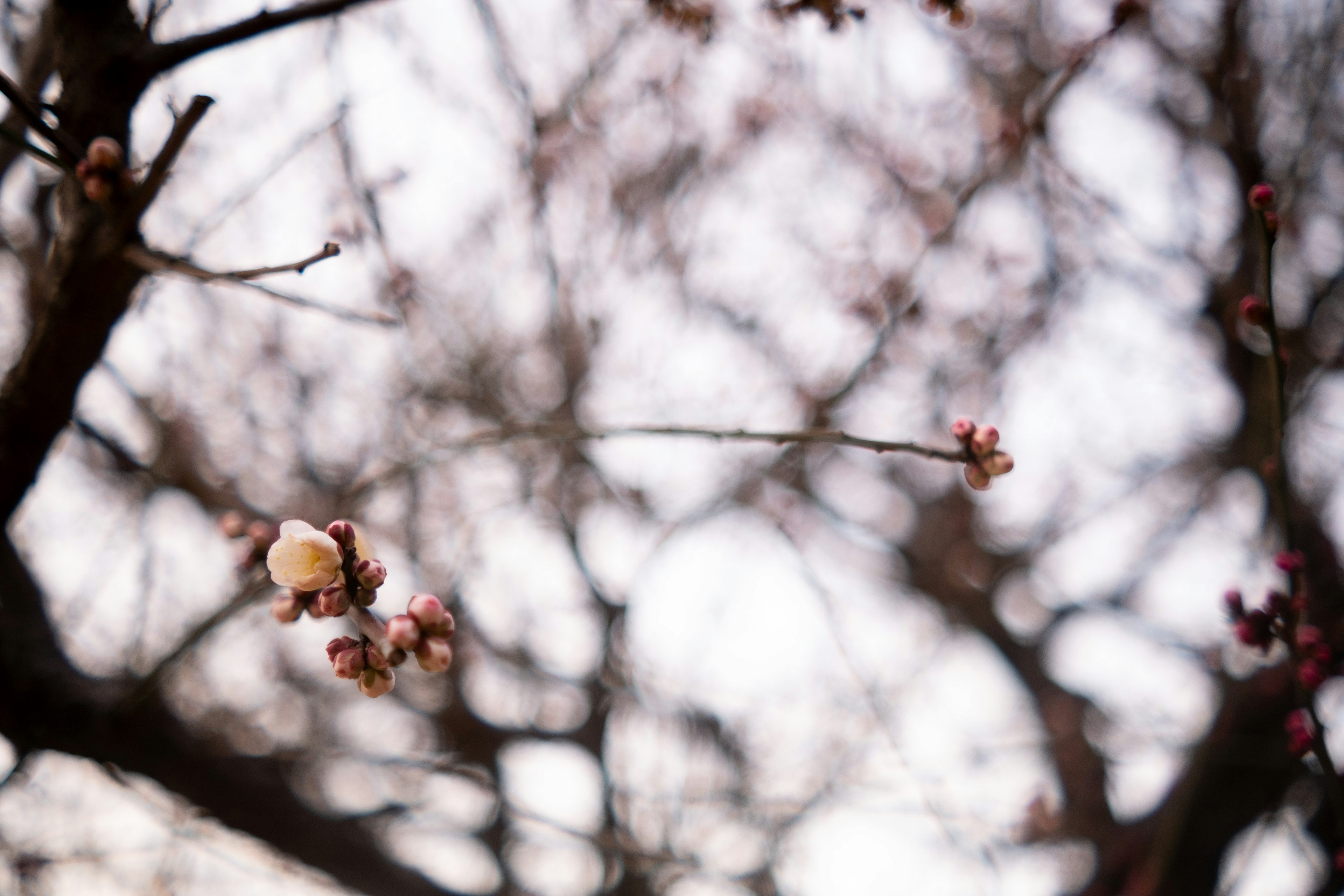 ぼんやりした背景に咲きかけの花がある木の枝