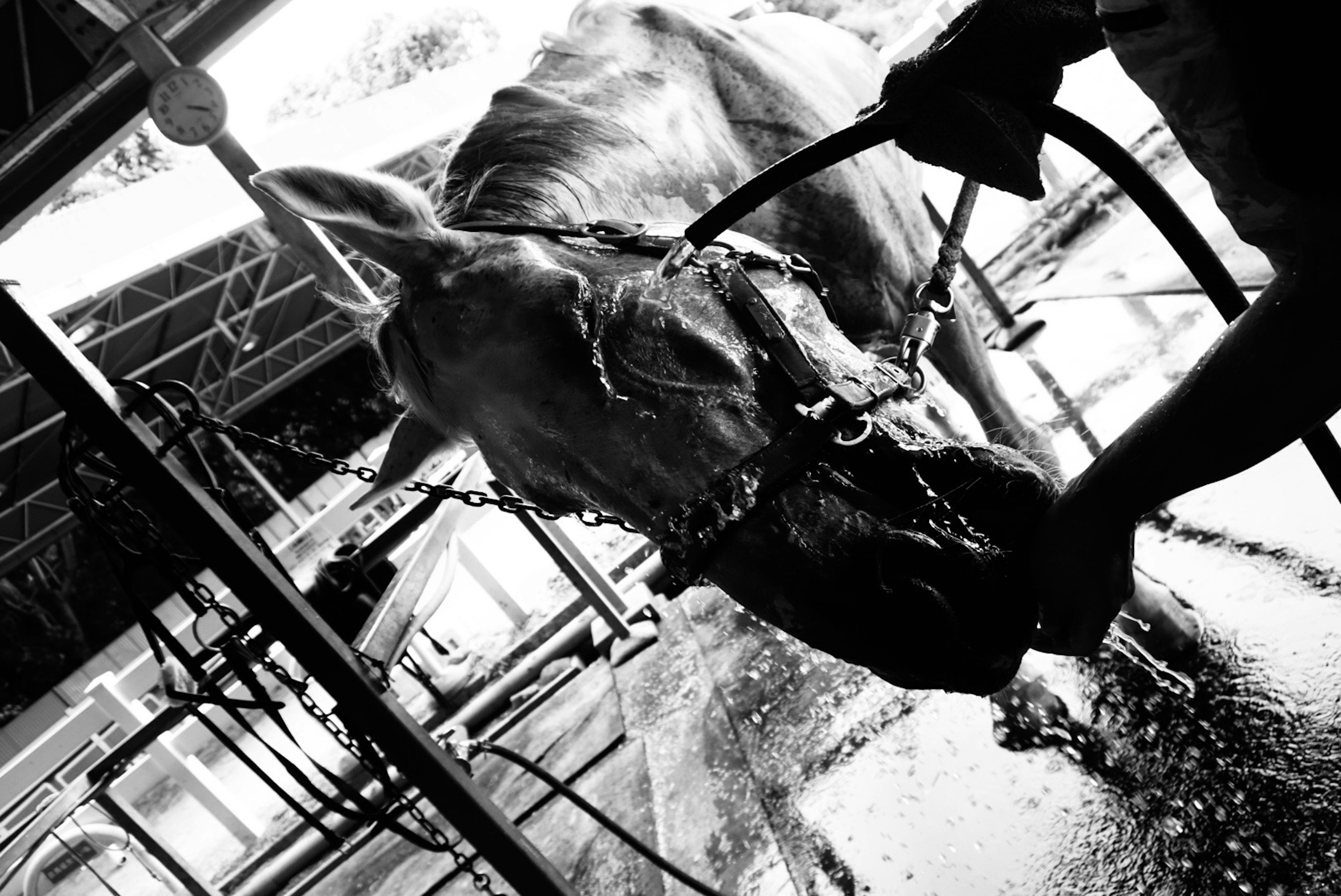 Image en noir et blanc d'un agriculteur lavant une vache