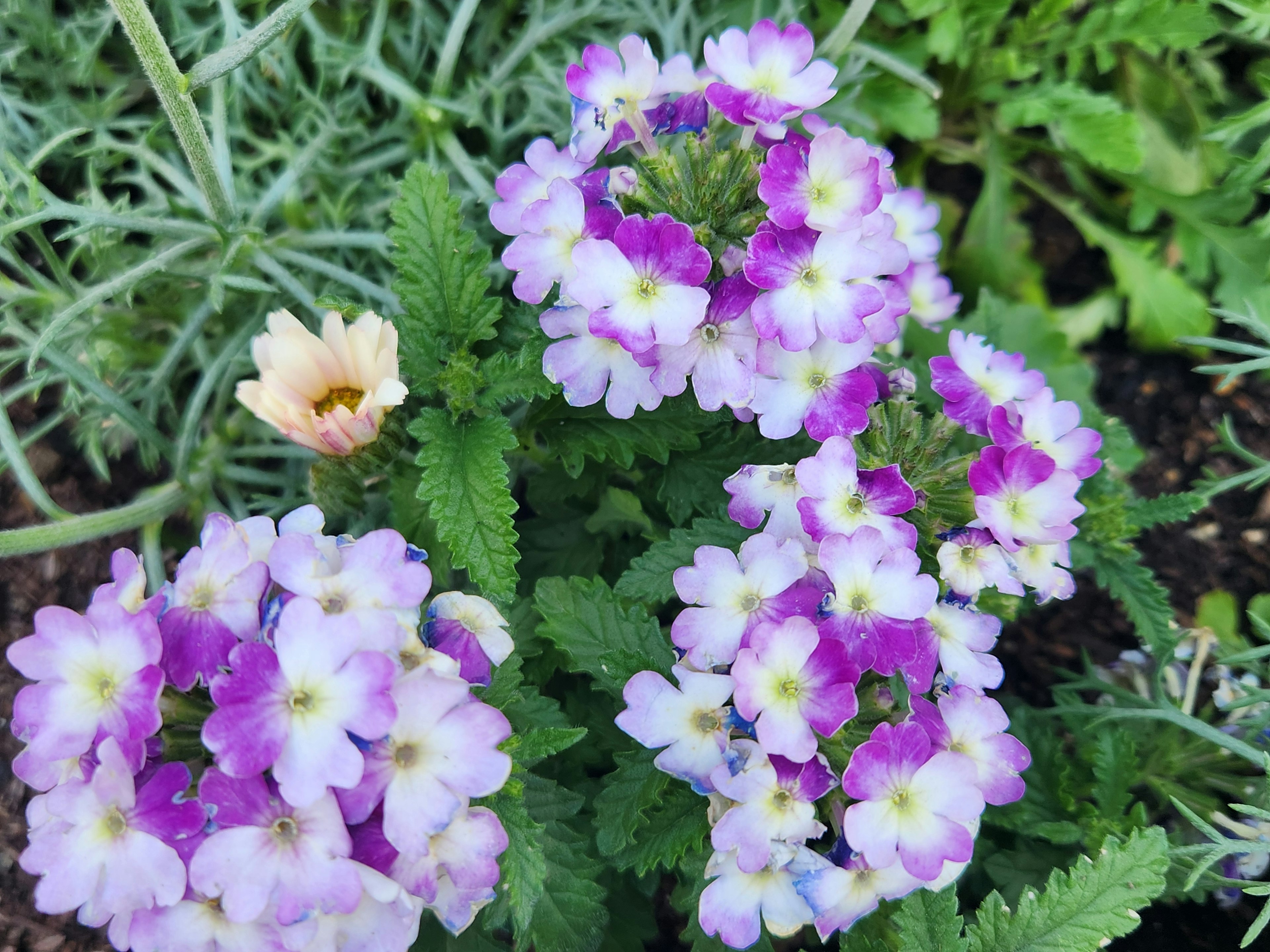 Raggruppamento di fiori viola e bianchi con foglie verdi in un giardino