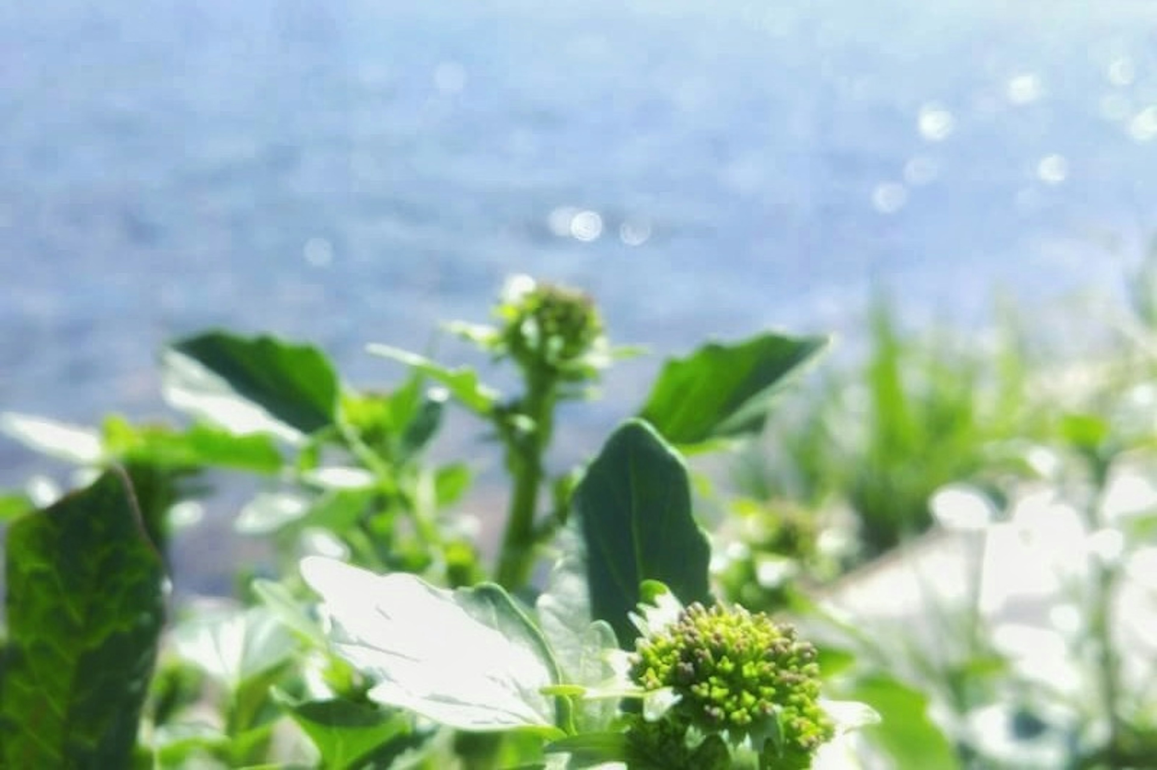 Pianta verde e fiori lungo il bordo dell'acqua