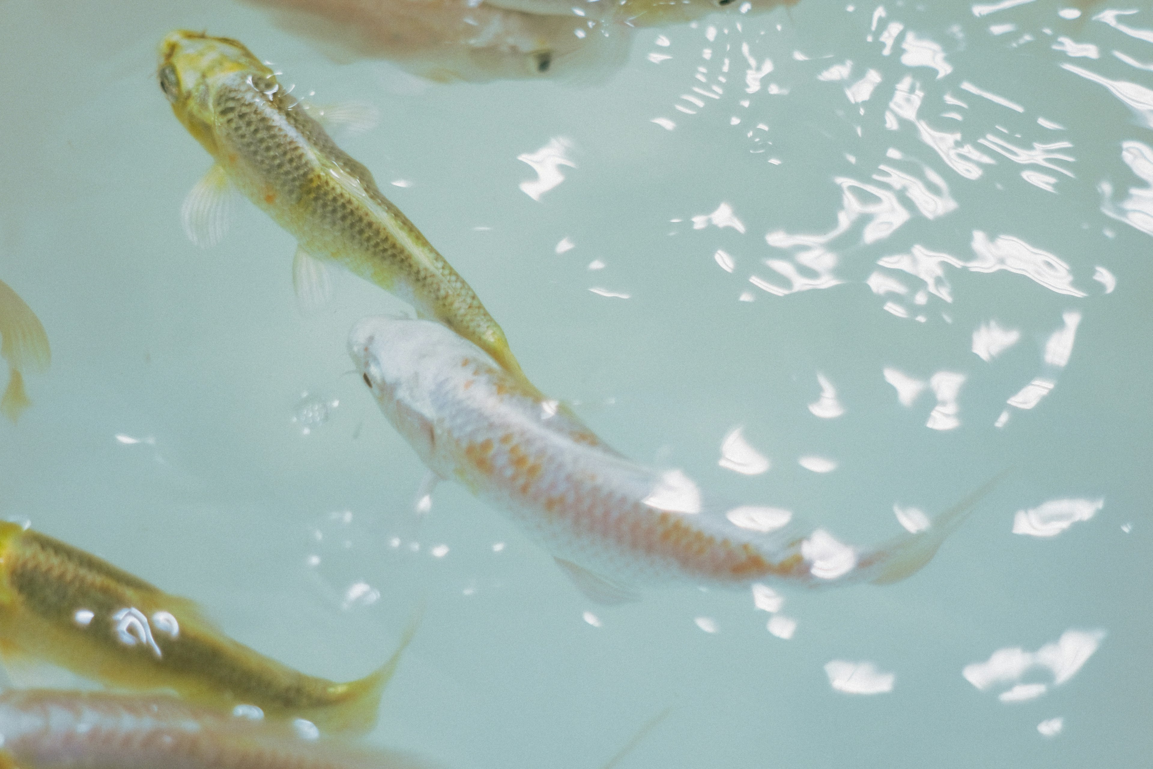 Image of koi fish swimming in water with silver and gold koi visible