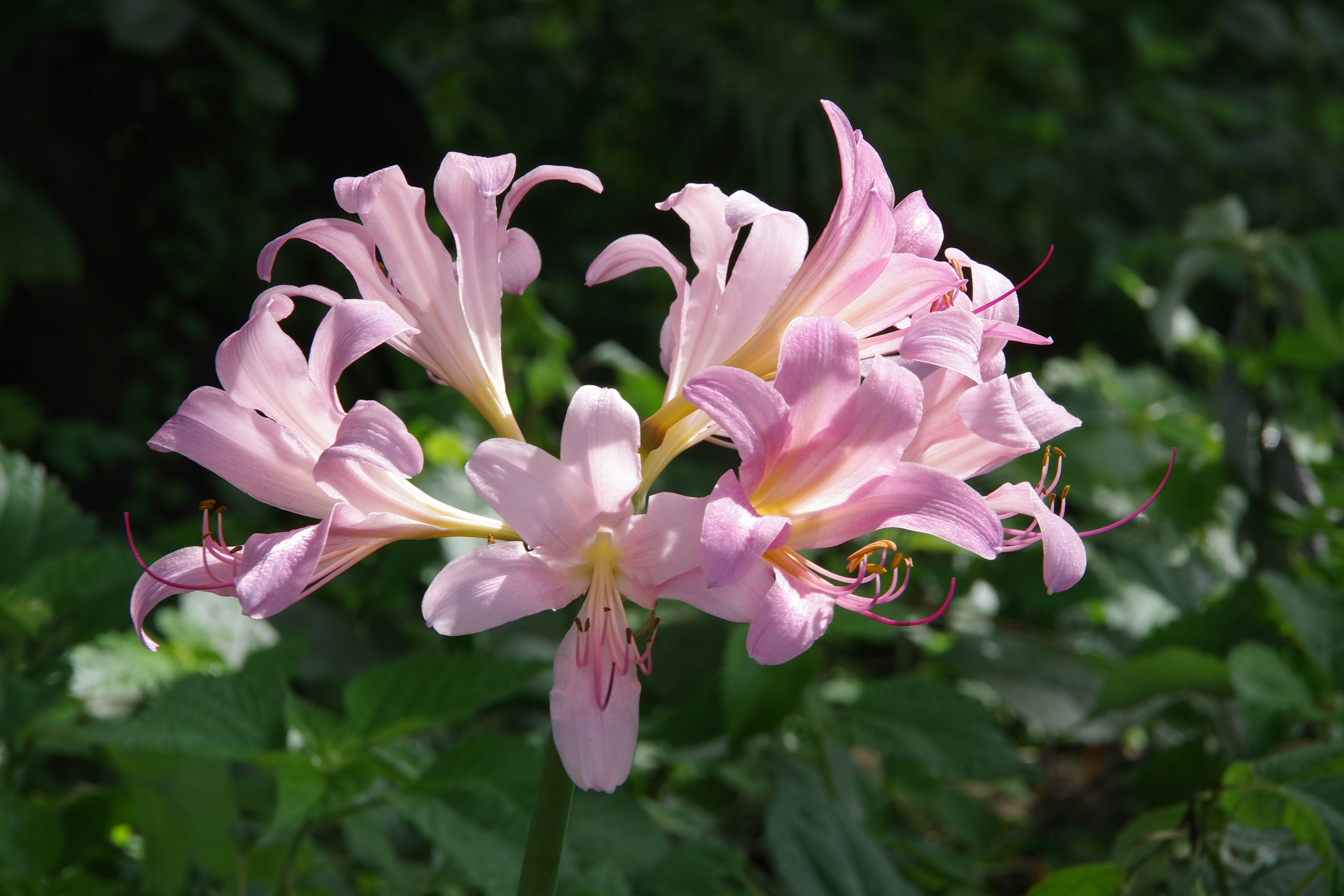 Primer plano de una planta con flores rosa claro rodeada de hojas verdes