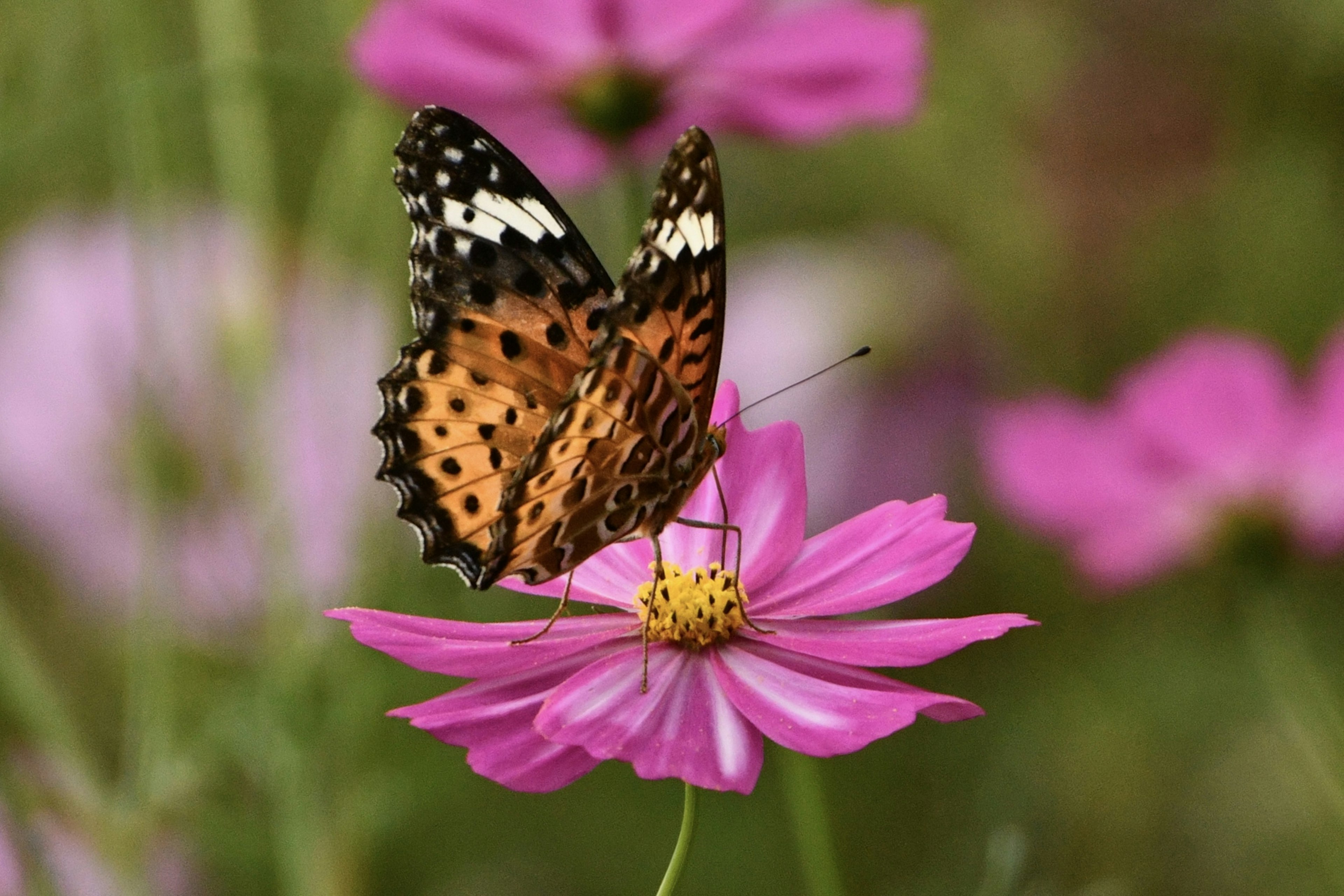 Orangener Schmetterling auf einer rosa Blume