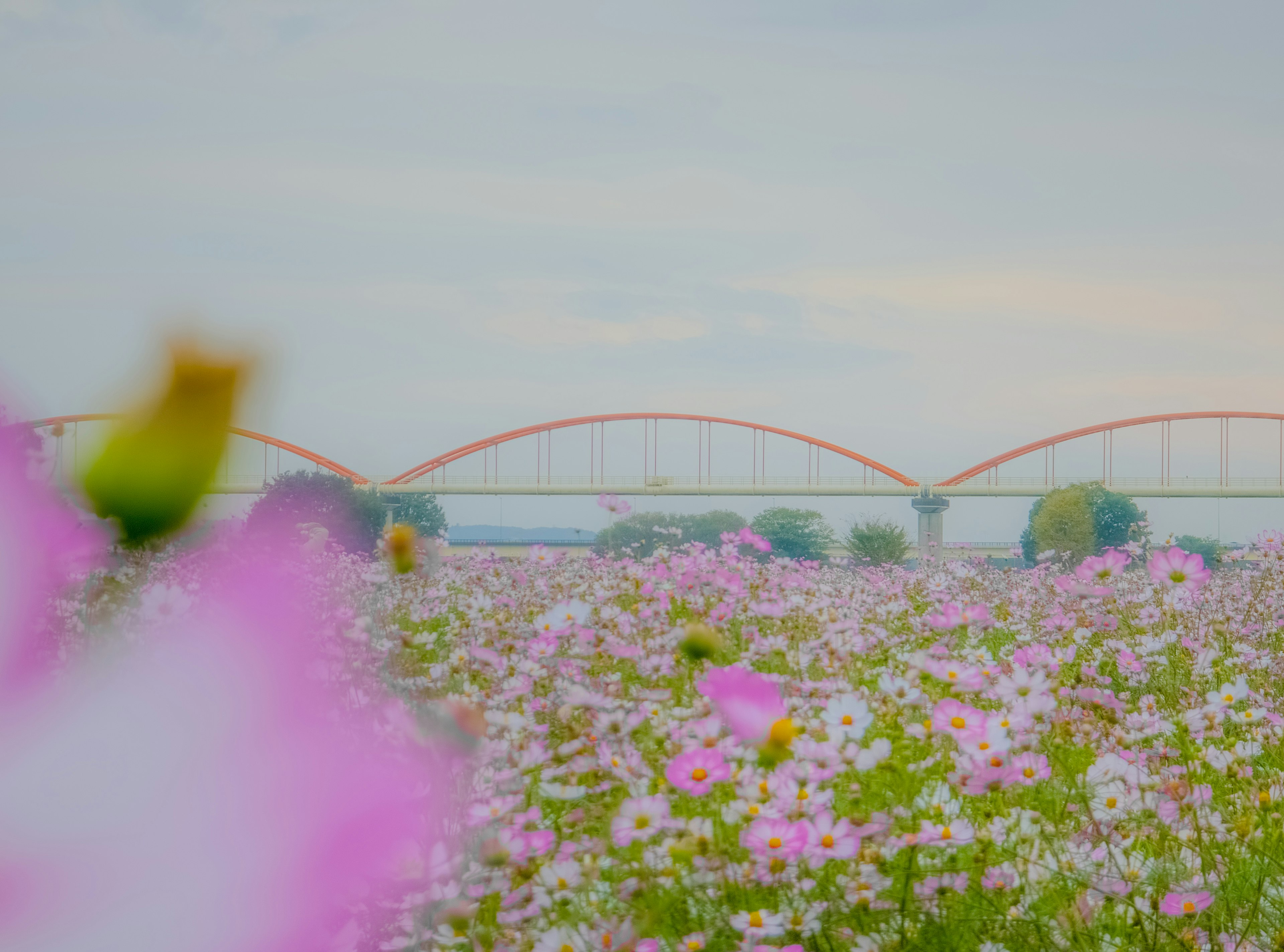 Pemandangan indah dengan bunga cosmos merah muda dan jembatan lengkung merah