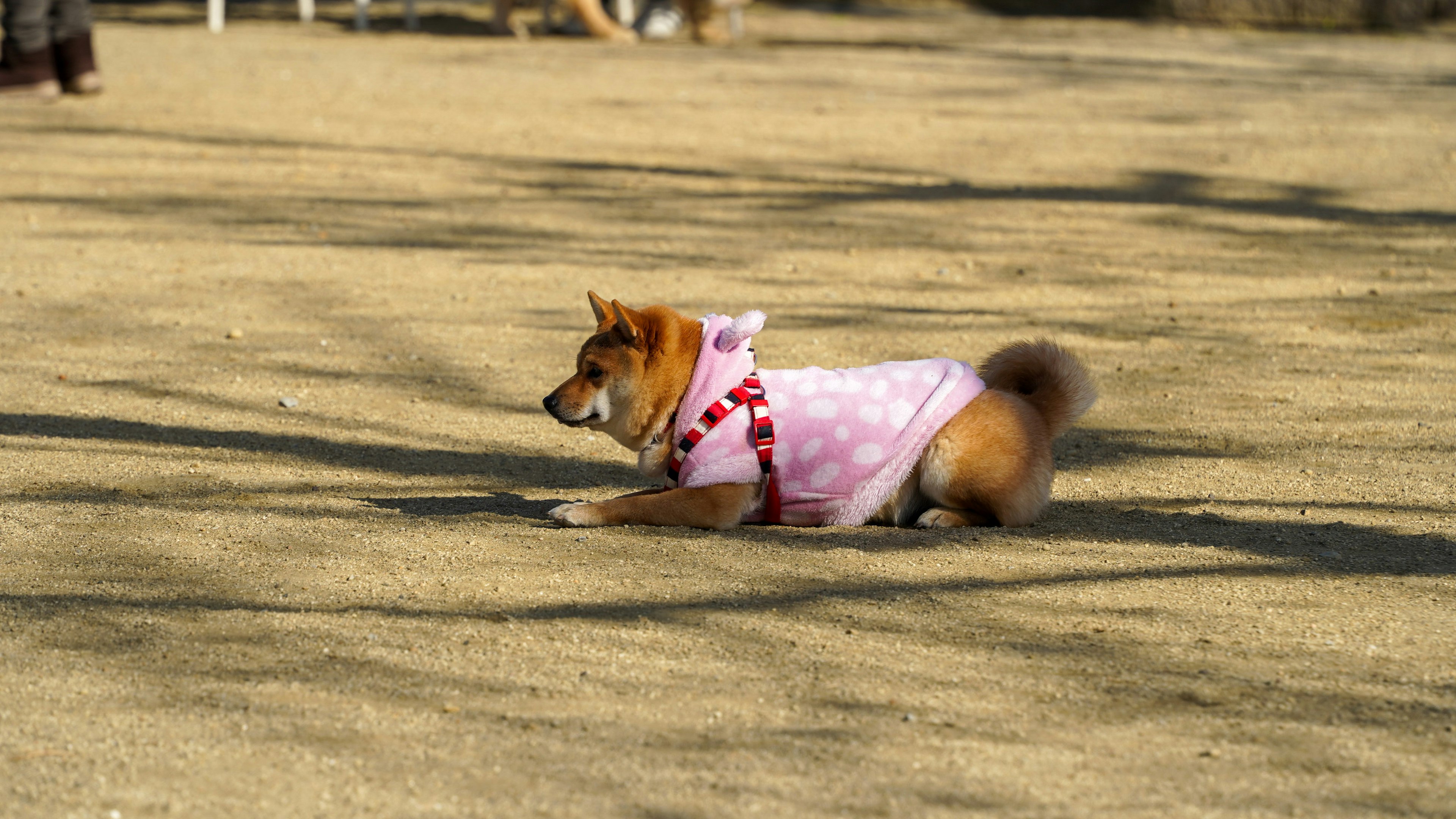 Shiba Inu liegt in einem Park und trägt ein pinkes Outfit