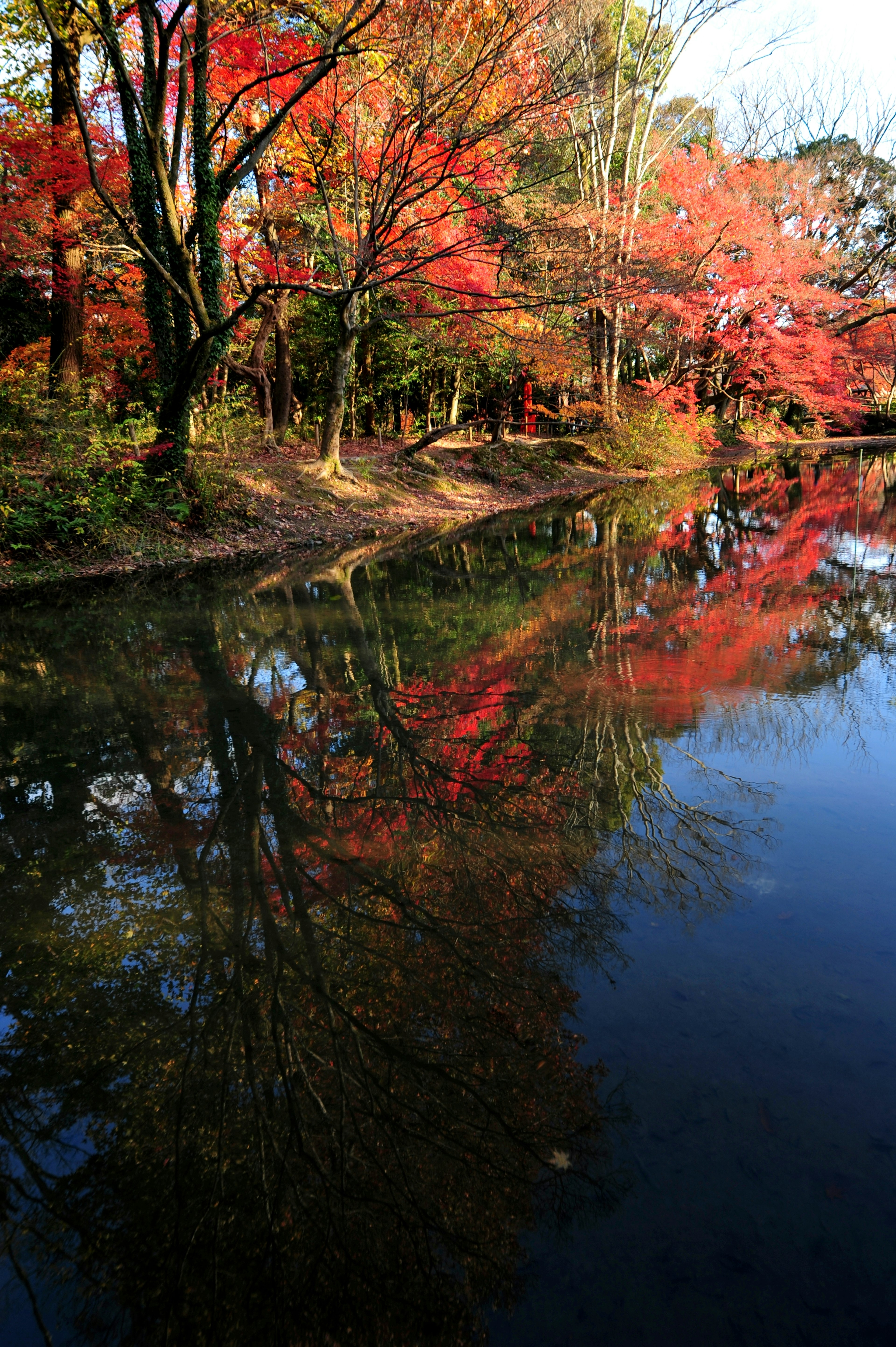 紅葉した木々が水面に映る静かな風景