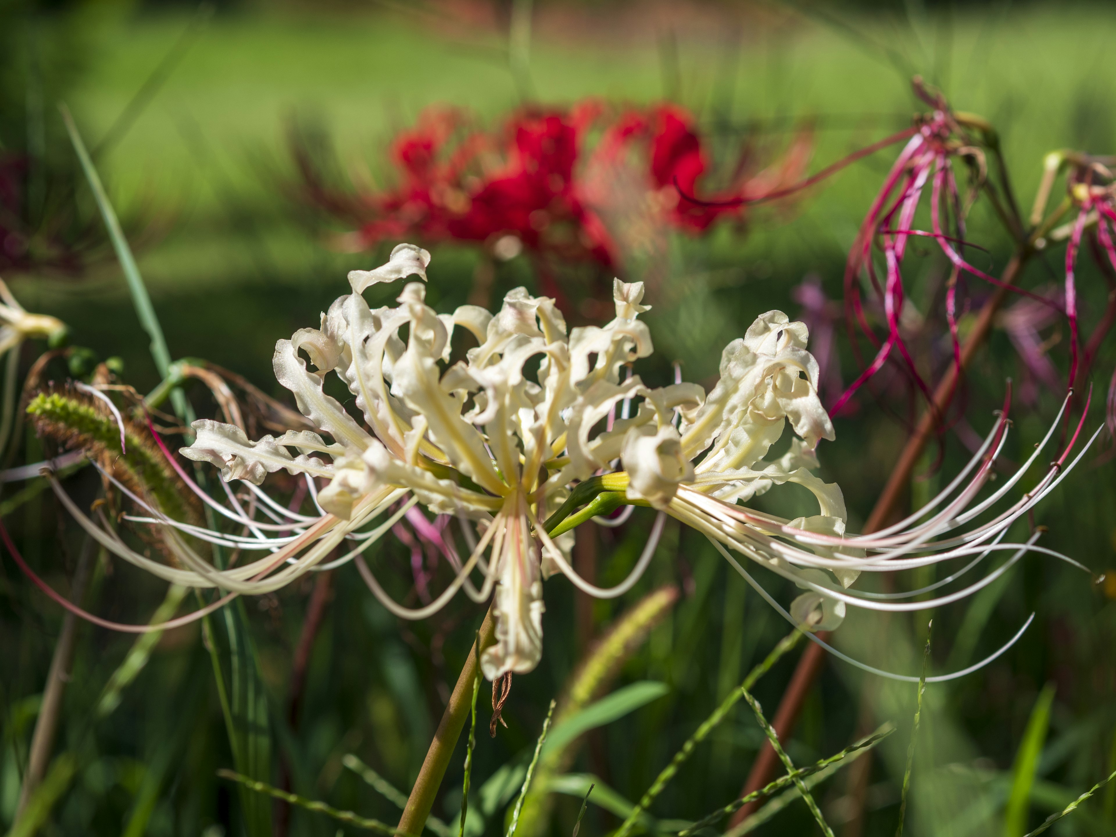 Weißer Spinnenlilie blüht zwischen grünem Gras mit roten Spinnenlilien im Hintergrund