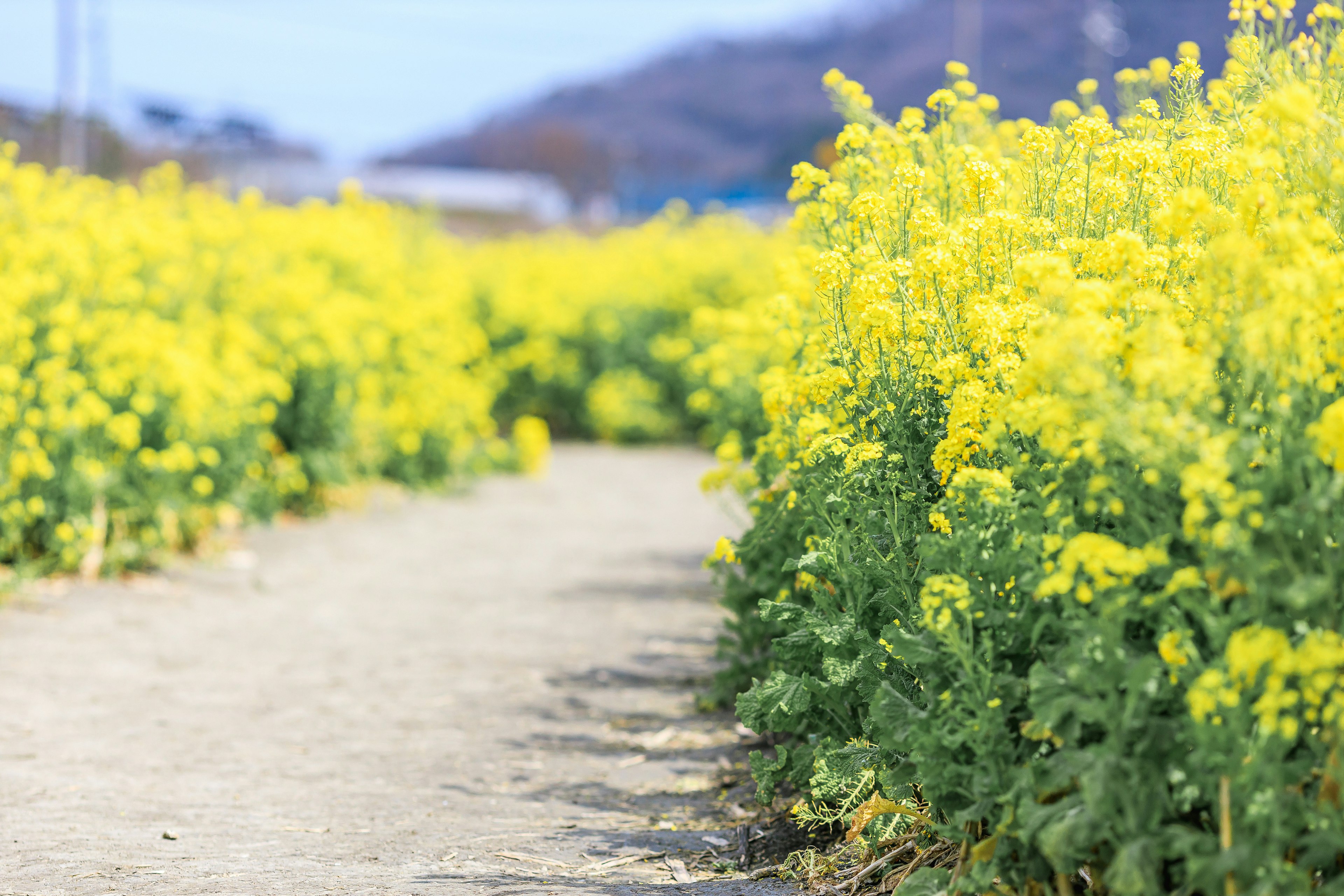 Weg umgeben von lebhaften gelben Rapsblumen