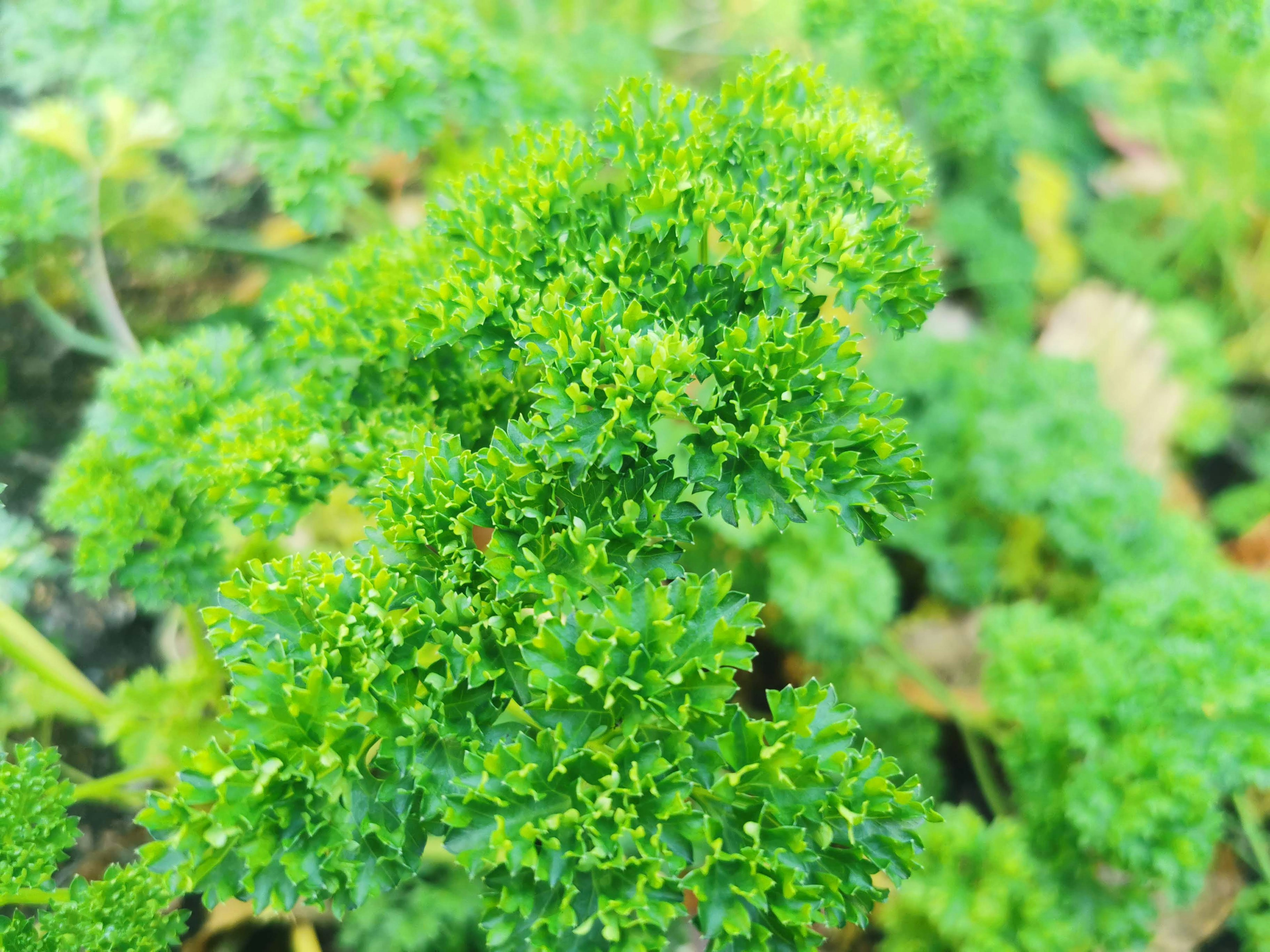 Close-up daun peterseli hijau cerah