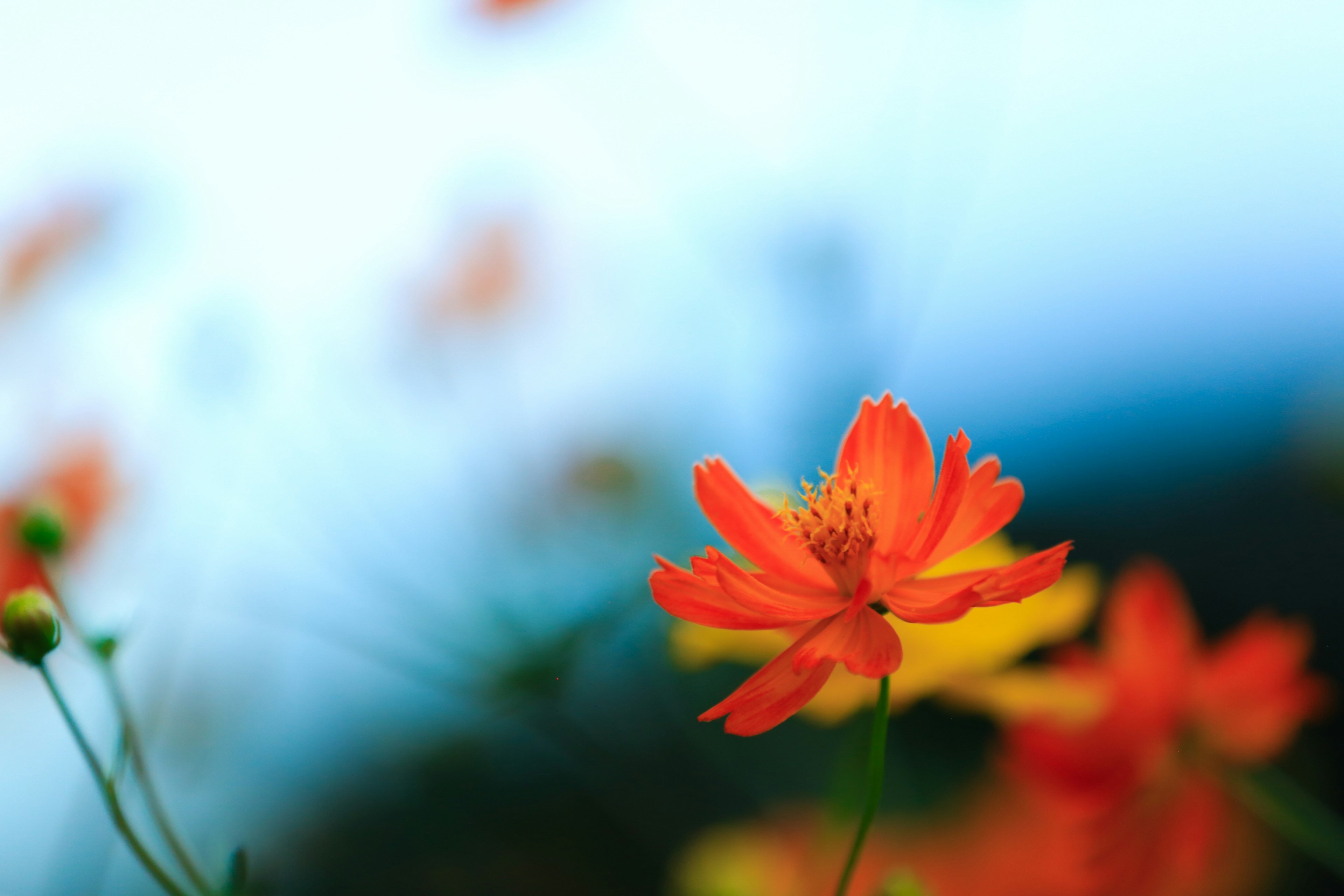 Lebendige orange Blume vor weichem blauen Hintergrund