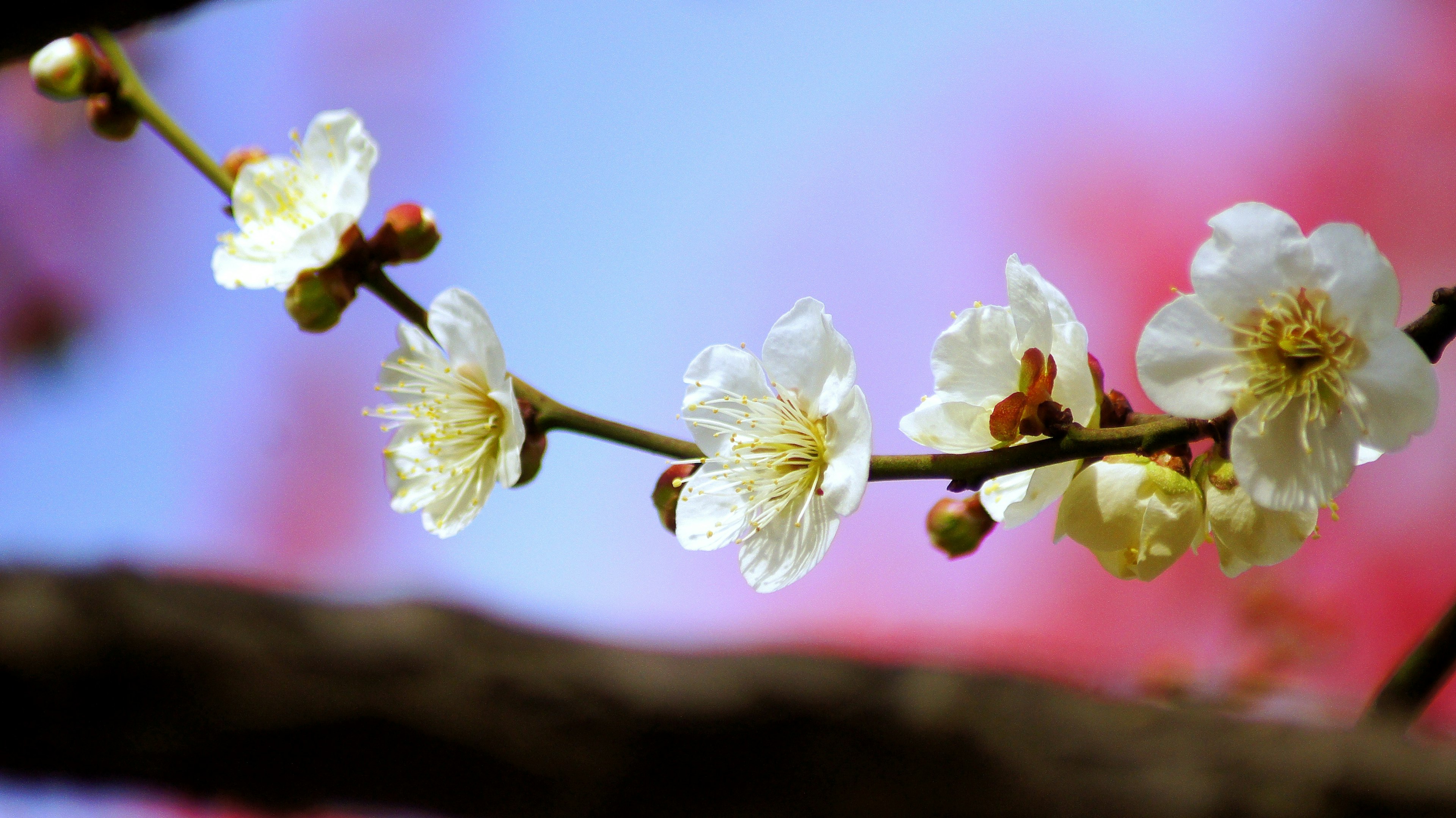 Gros plan sur des fleurs de prunier blanches sur une branche avec un fond bleu et un flou rose