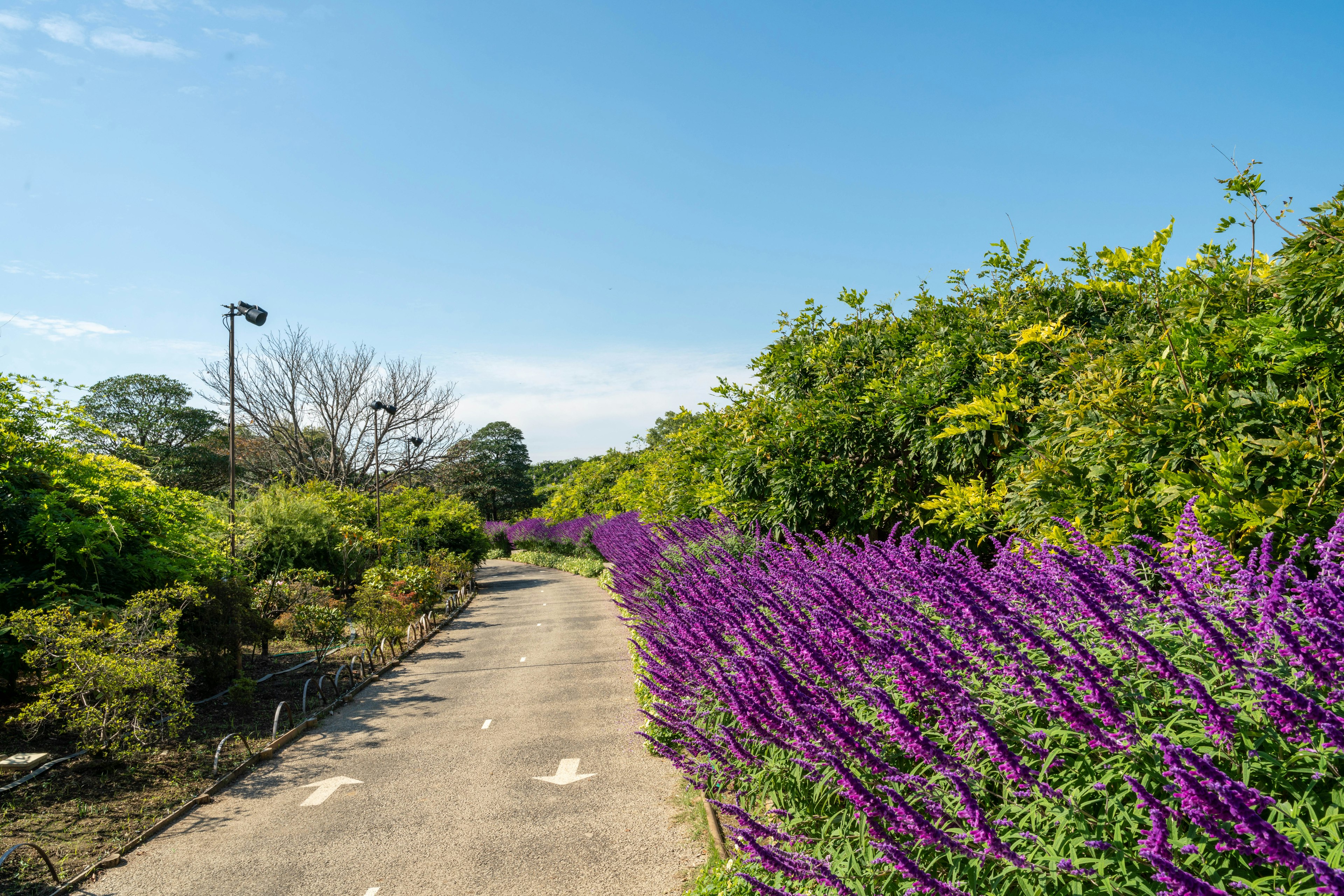 Sentiero fiancheggiato da fiori viola vivaci sotto un cielo blu chiaro