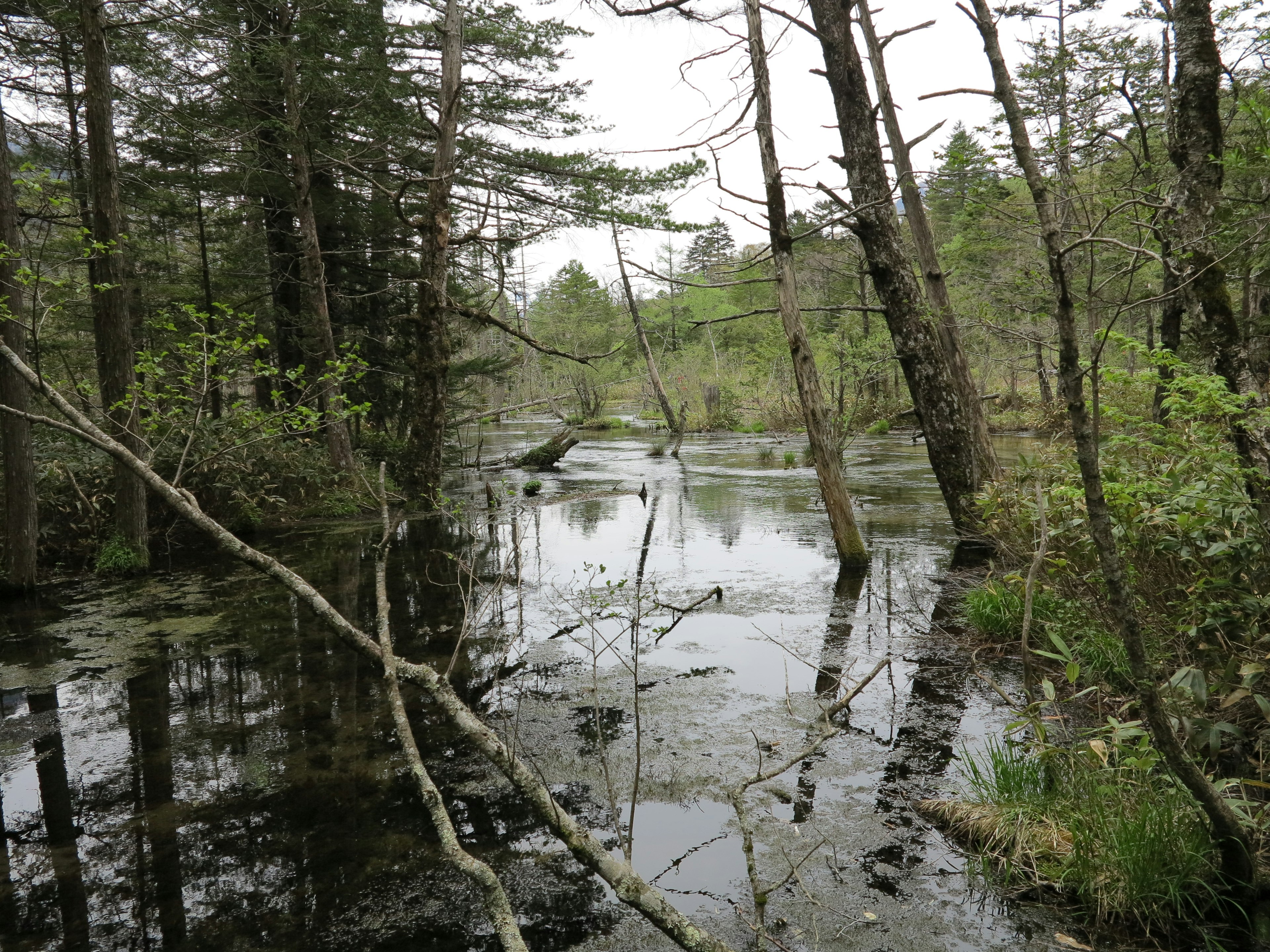 Ruhige Feuchtgebietslandschaft mit Baumreflexionen und grüner Wasseroberfläche