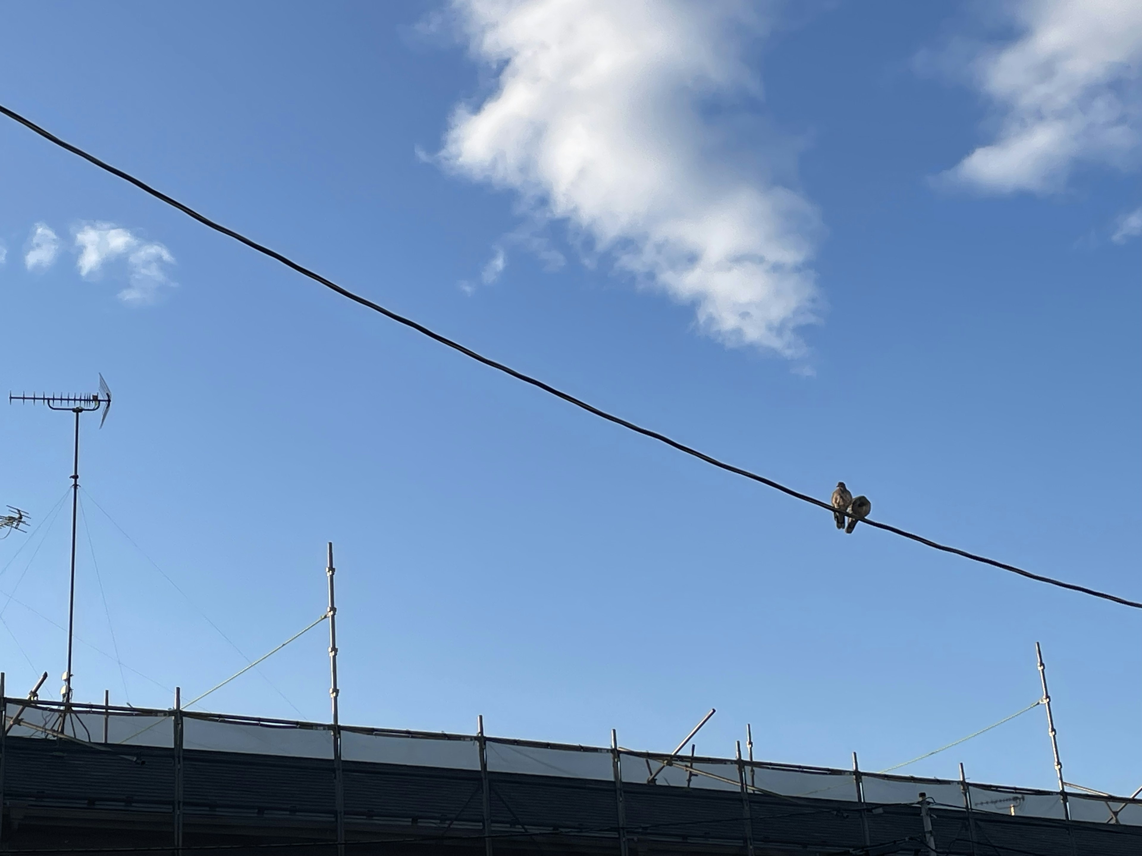 A small bird perched on a power line against a blue sky and building silhouette