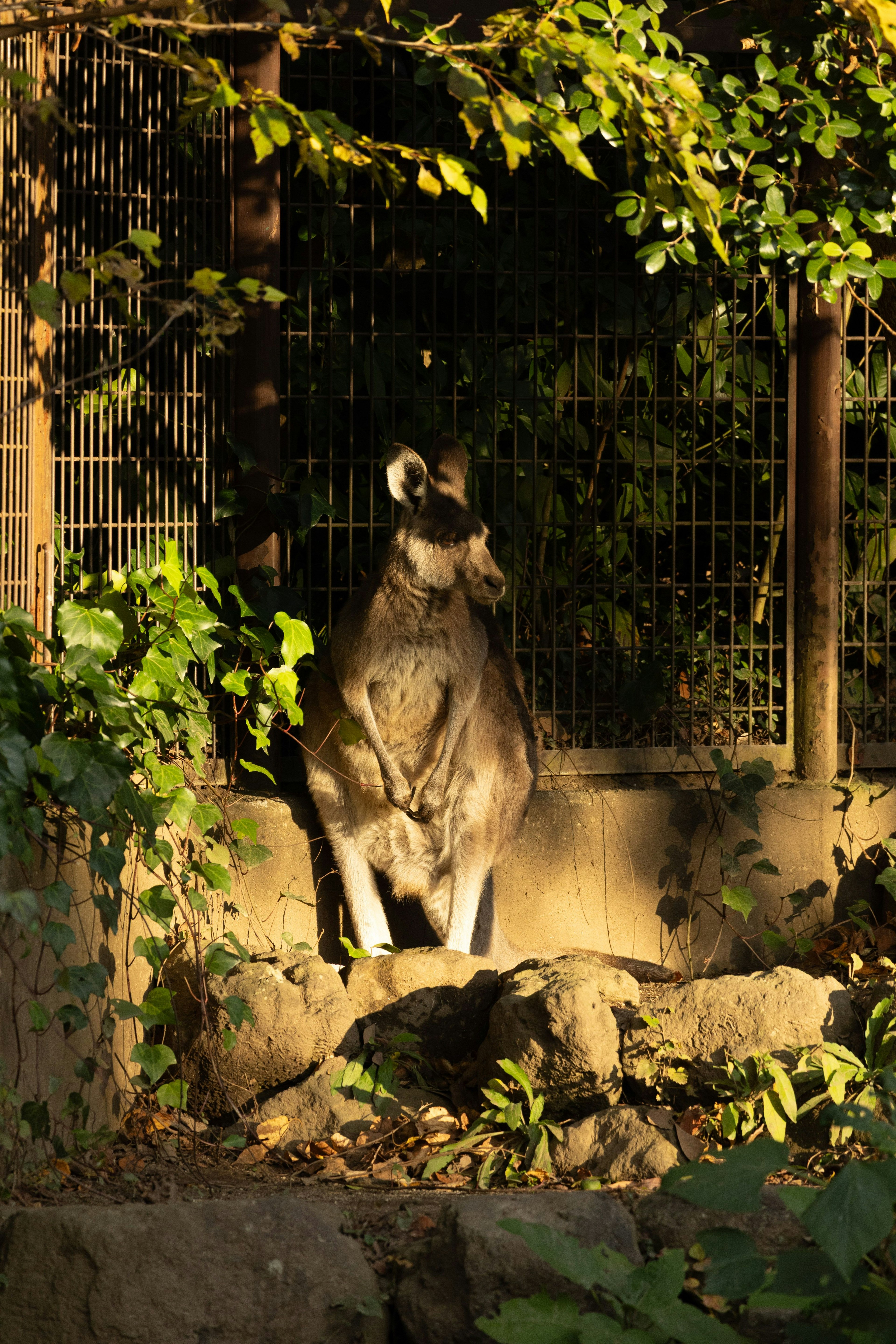 Một con kangaroo đứng dưới ánh nắng mặt trời xung quanh là lá xanh và hàng rào dây thép ở phía sau