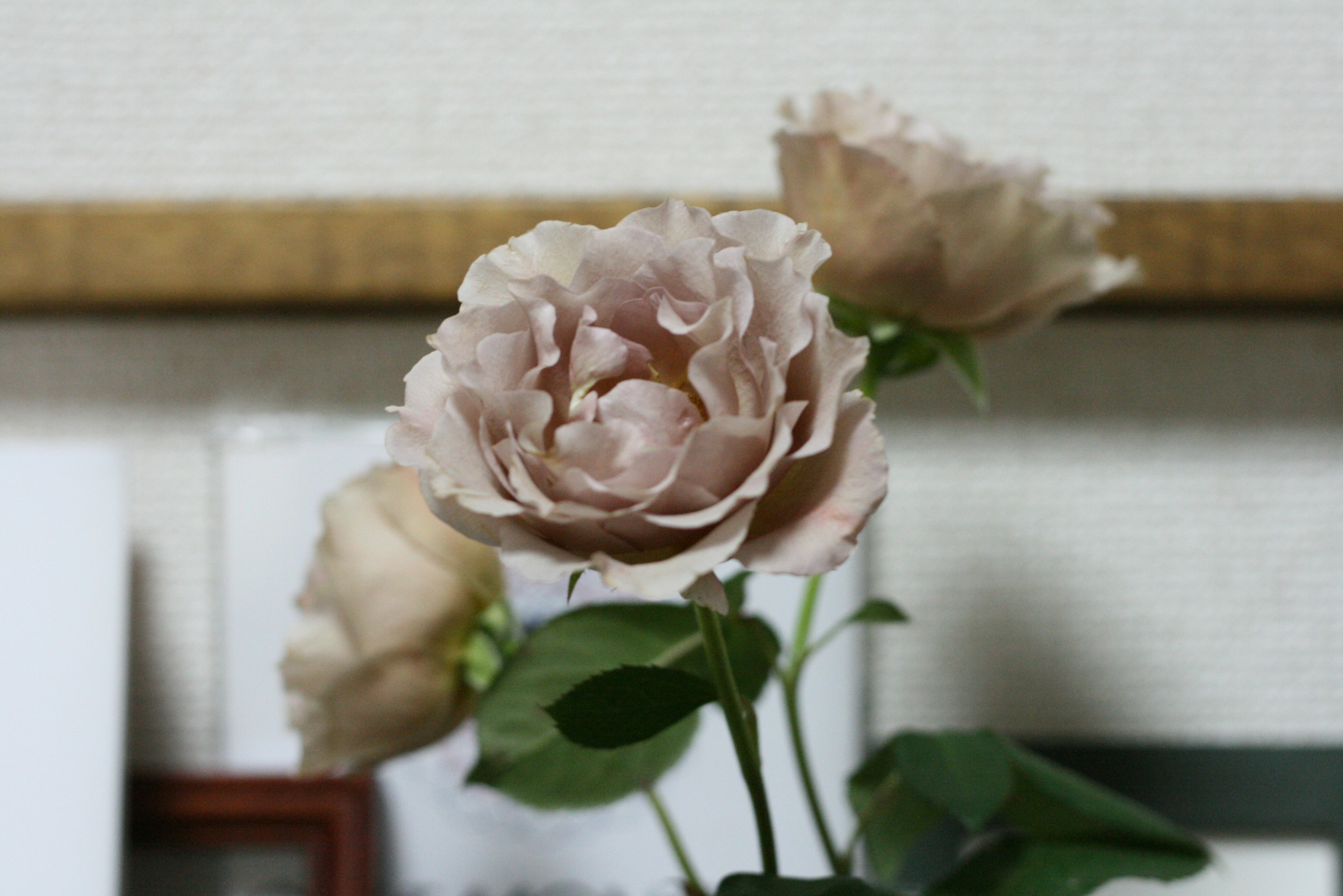 Light pink rose in focus with blurred background flowers