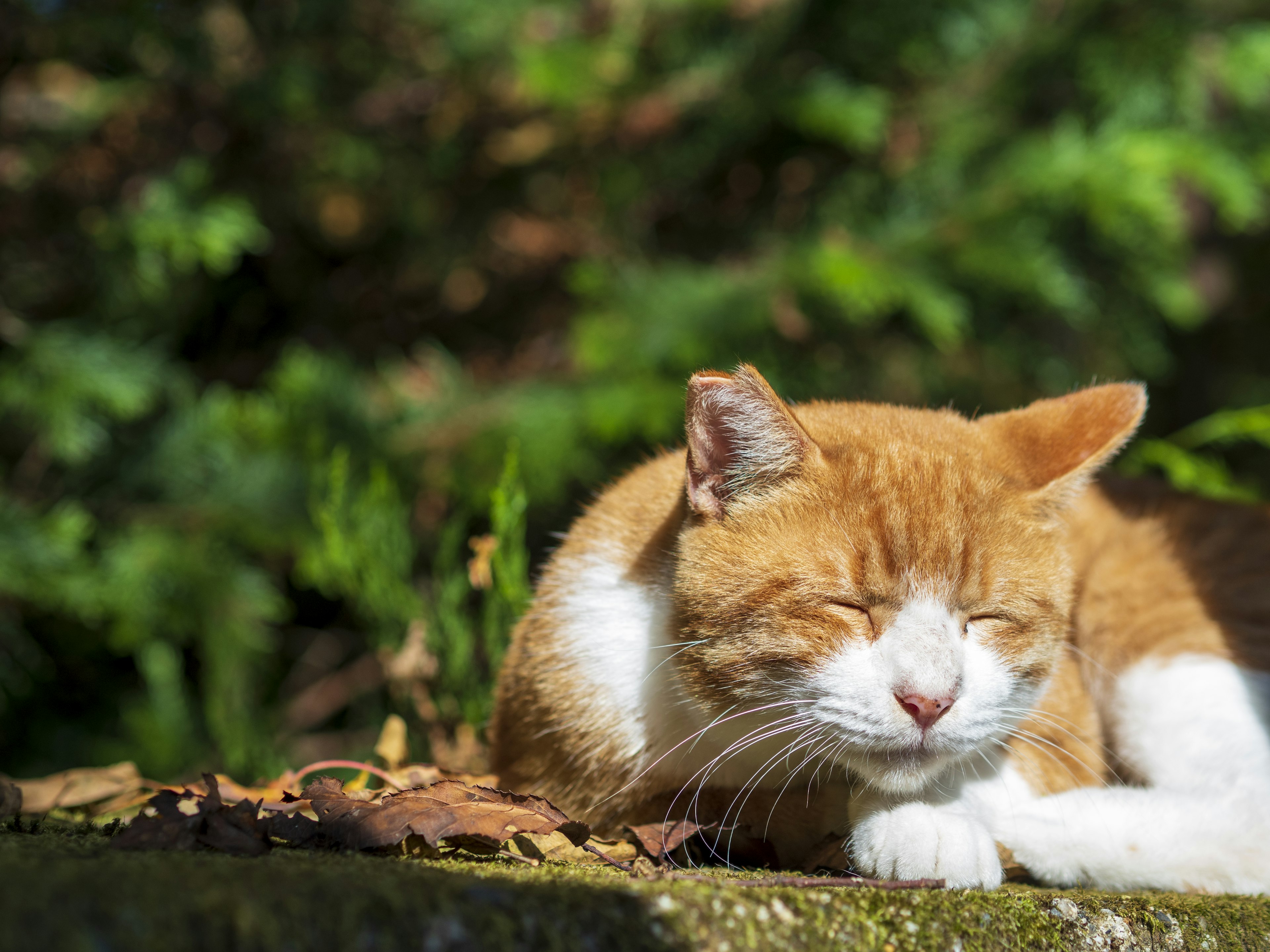 Orange Katze, die in der Sonne schläft, mit grünen Blättern im Hintergrund