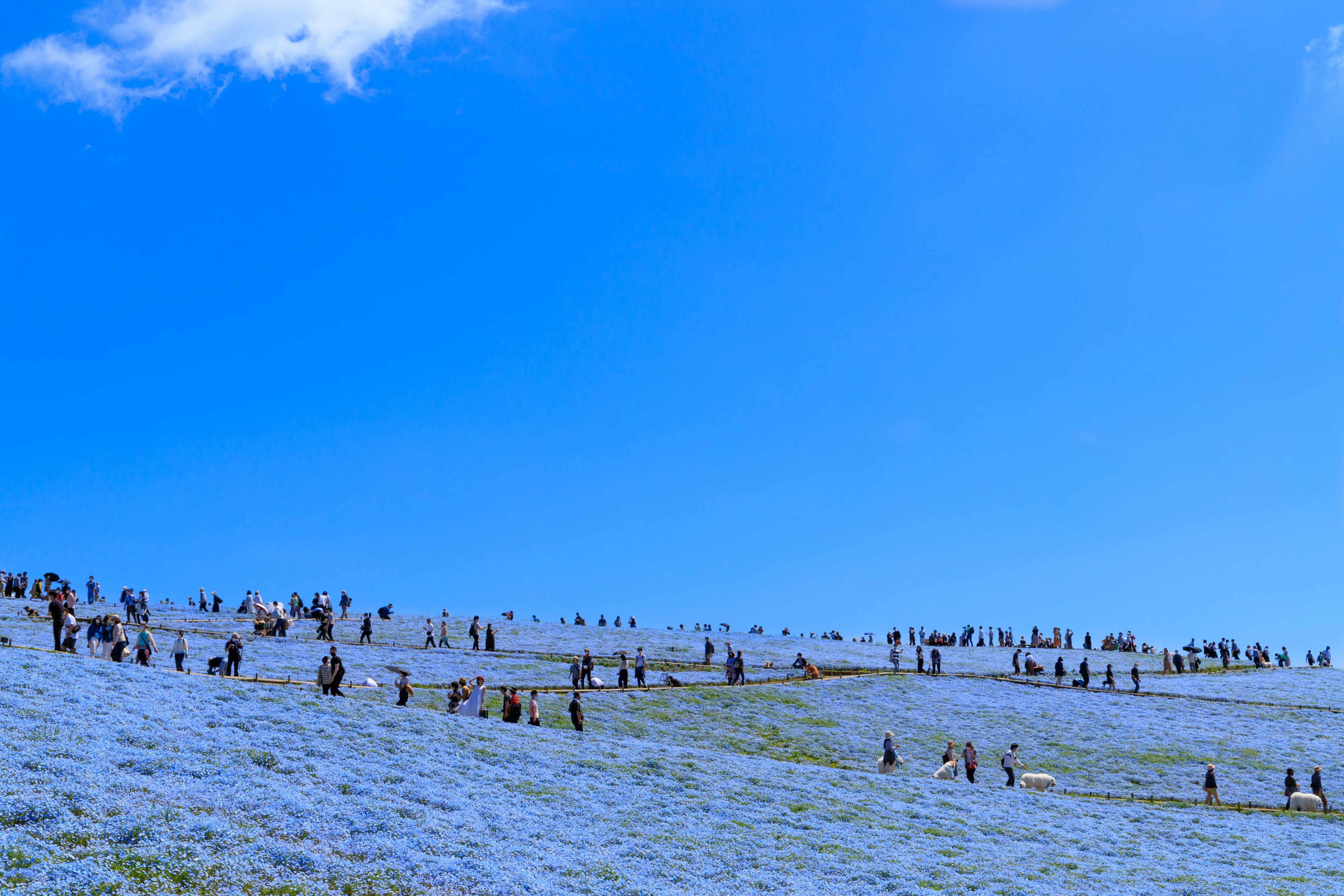 Menschen genießen ein weites Feld mit Nemophila-Blumen unter einem blauen Himmel