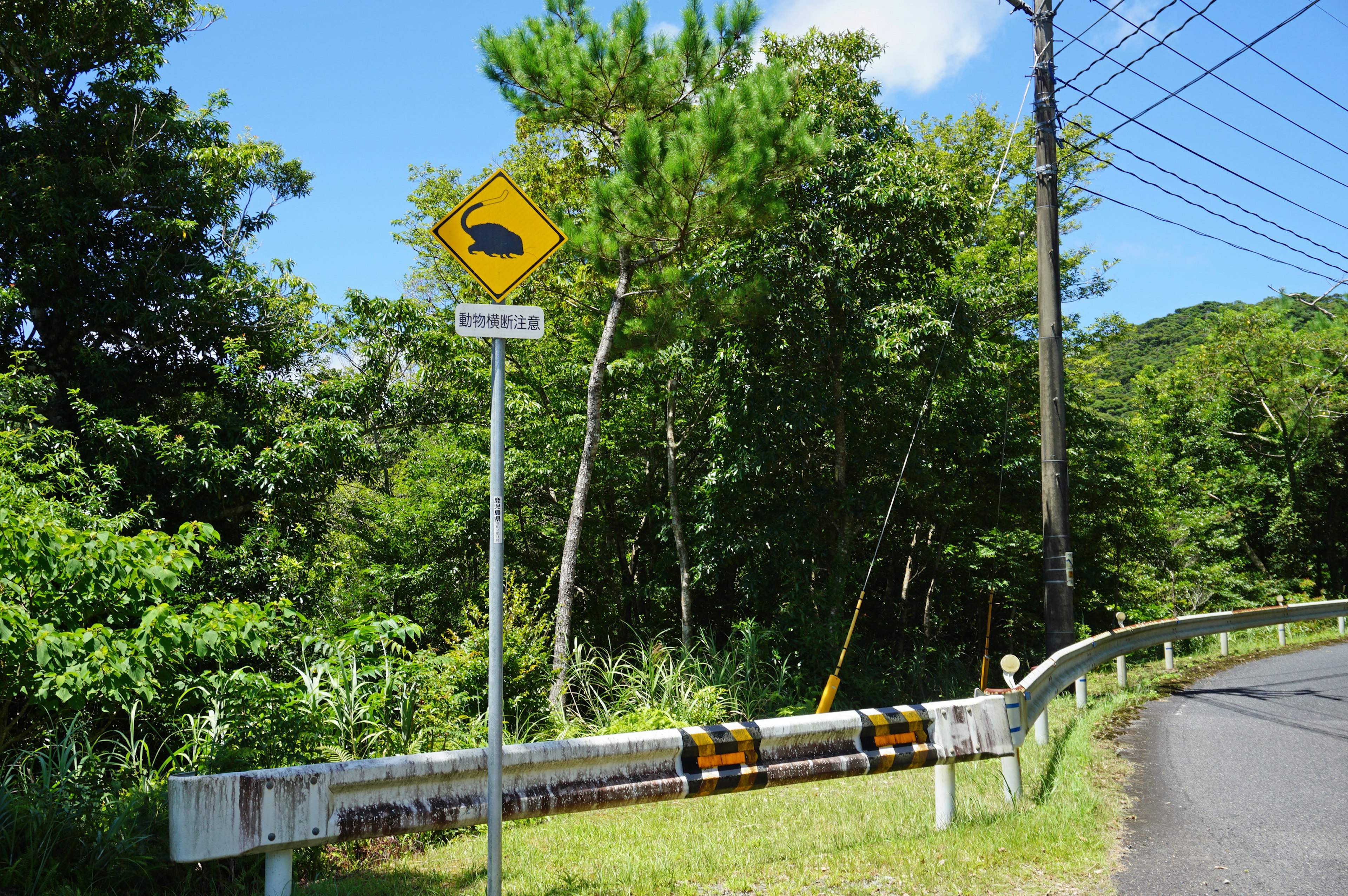 Vista escénica de una carretera con una señal de curva rodeada de vegetación