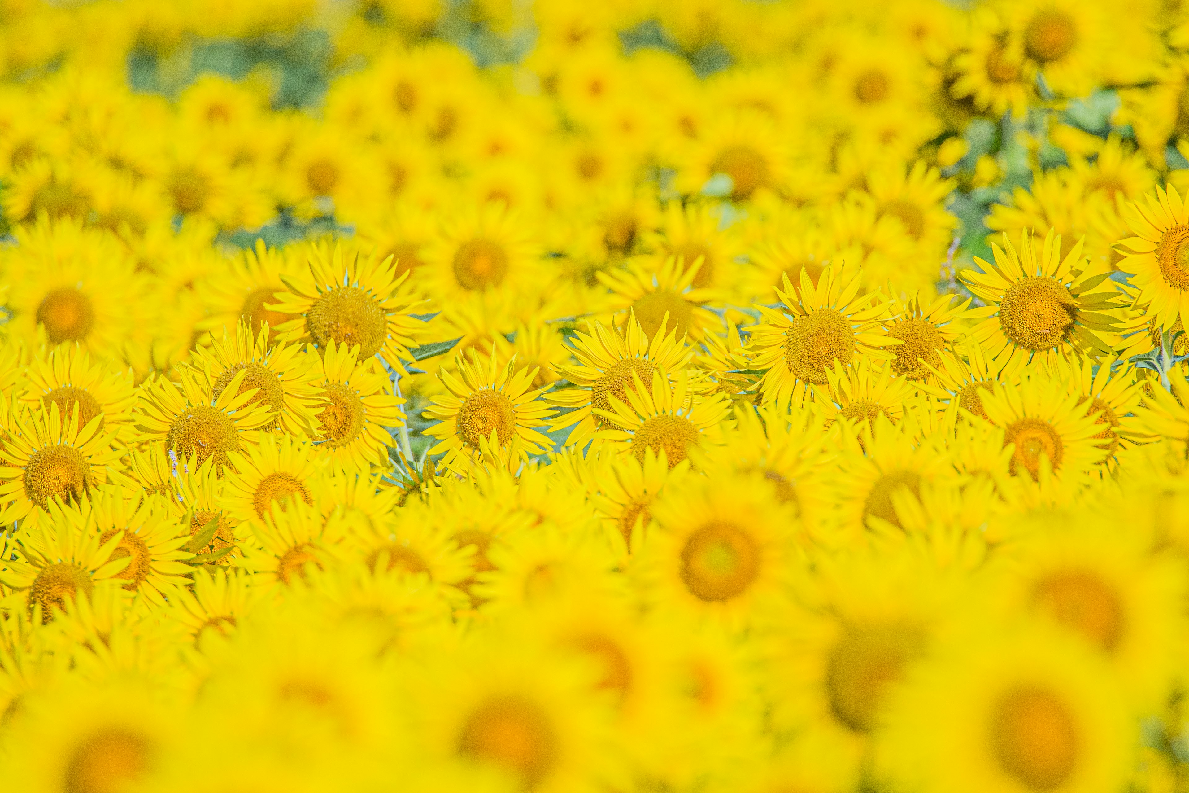 Ein weites Feld voller leuchtend gelber Blumen