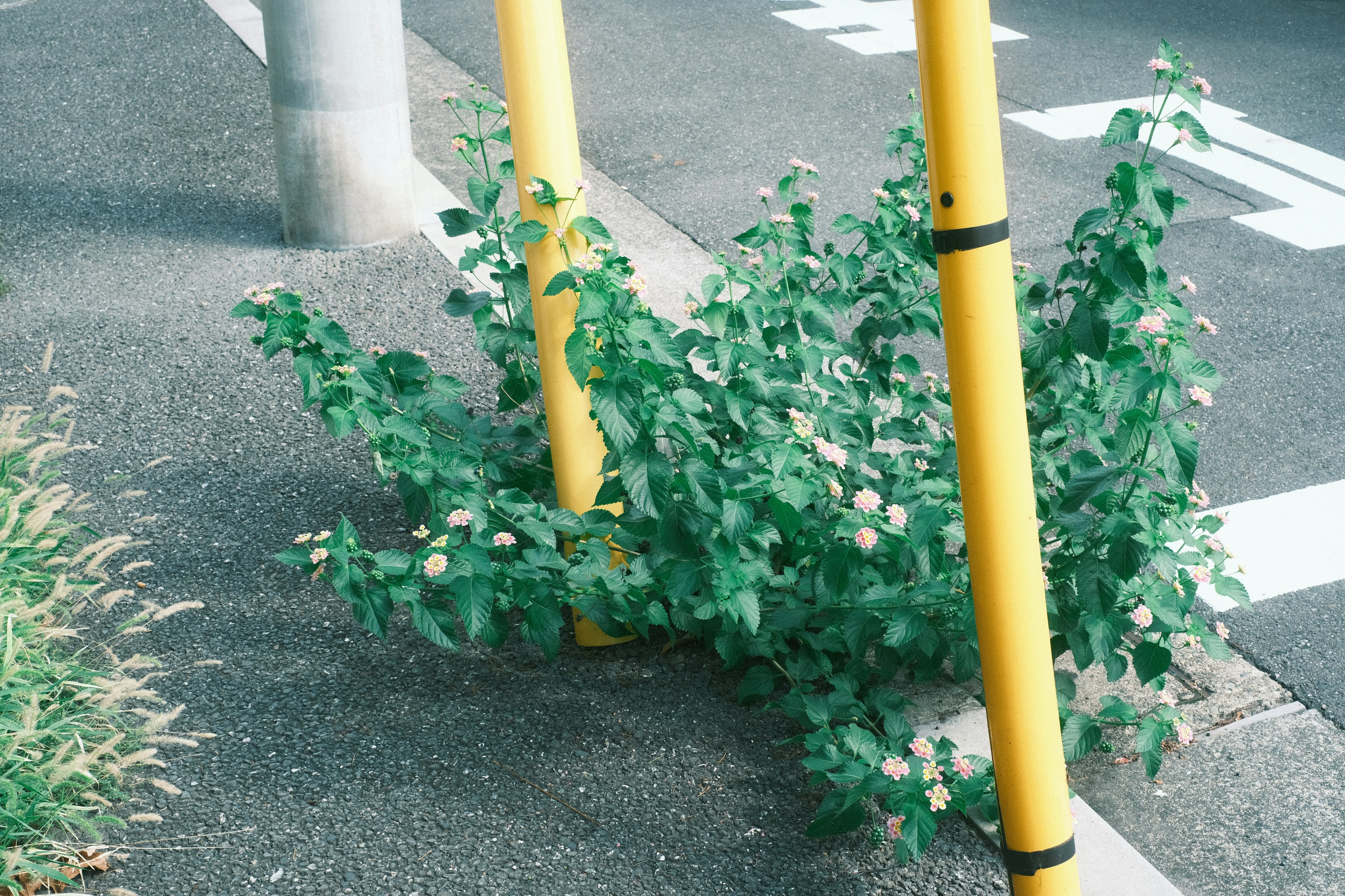 道路脇の黄色いポールと緑の植物