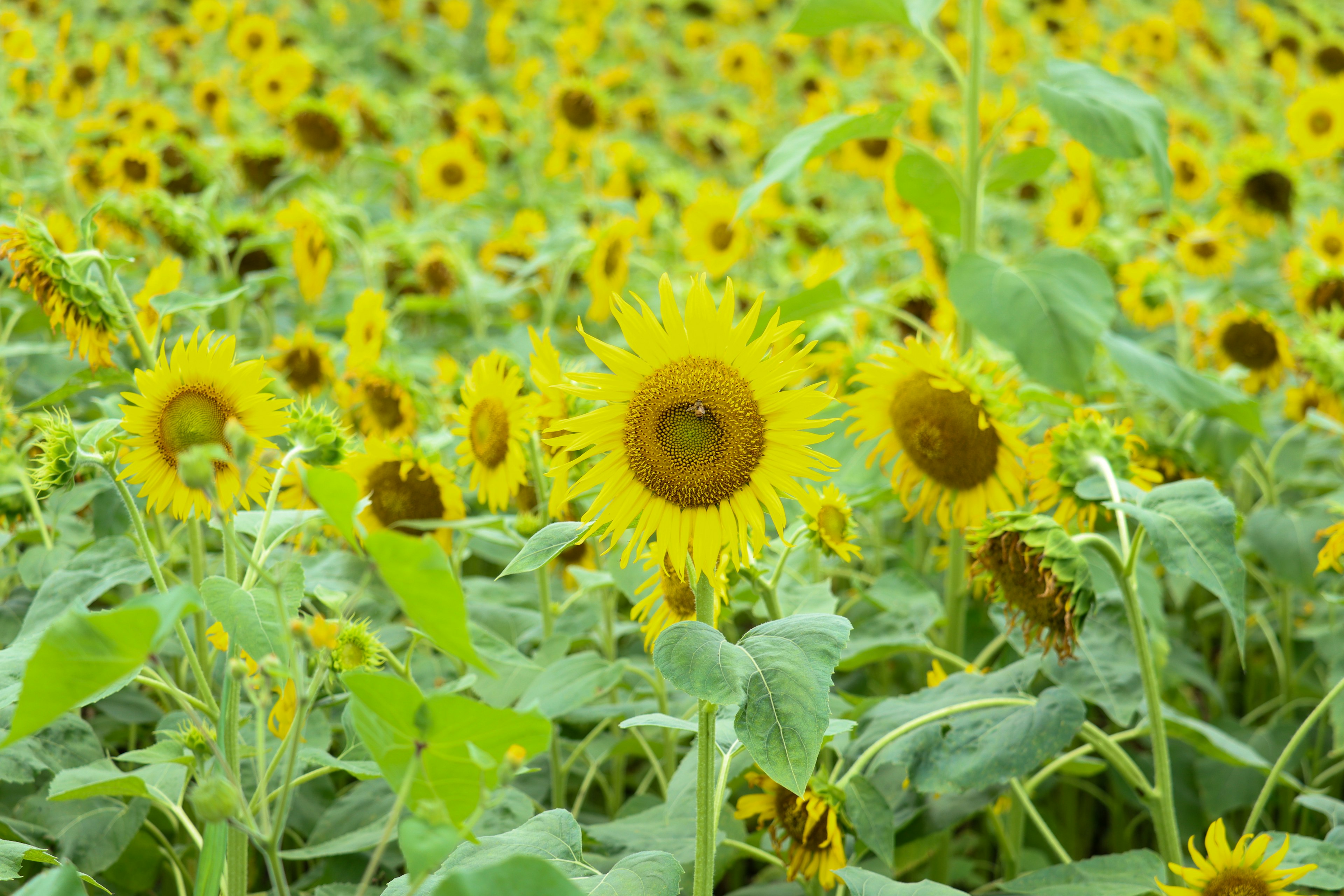 Feld mit blühenden Sonnenblumen und leuchtend gelben Blütenblättern