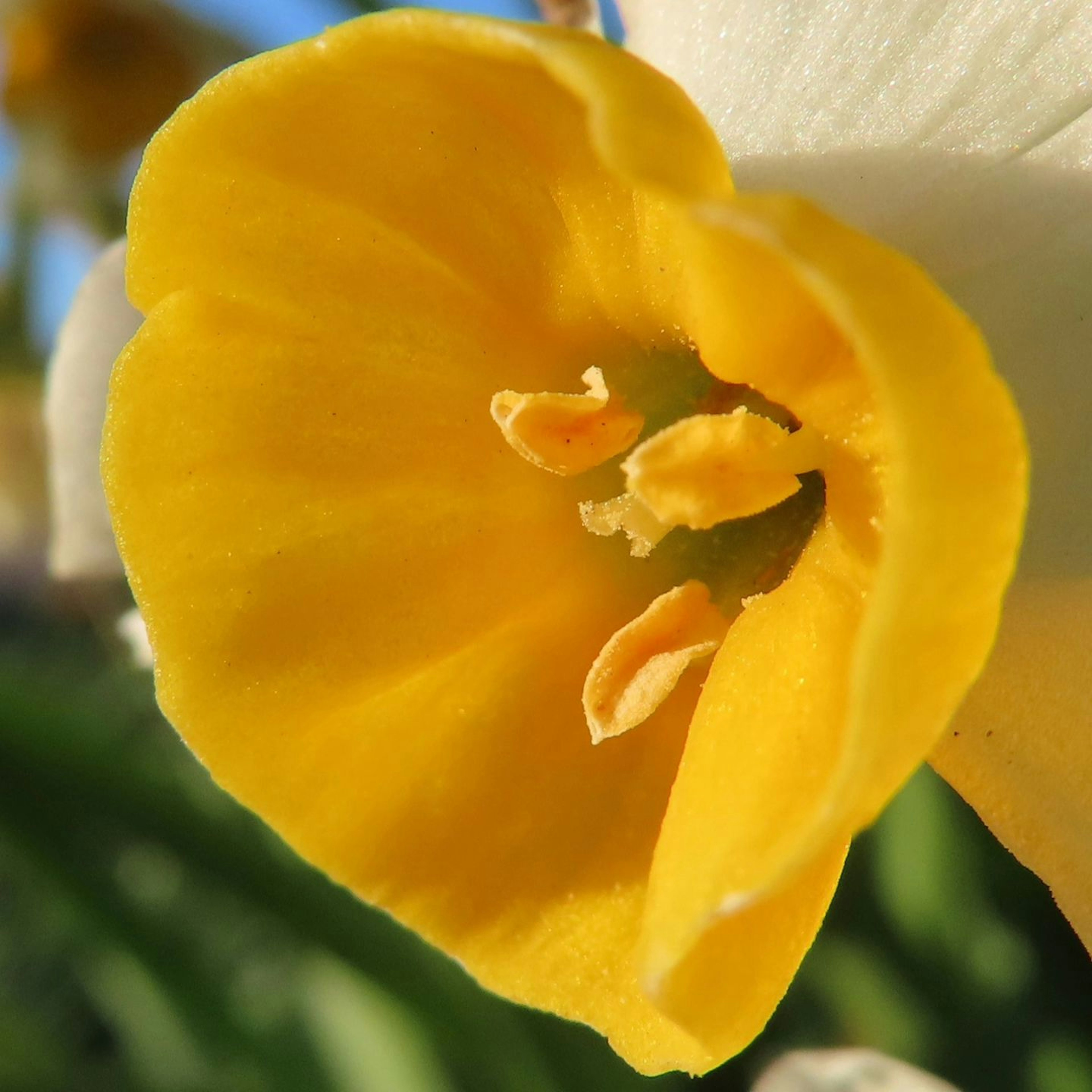 Gros plan d'une fleur de jonquille jaune montrant la forme des pétales et la structure interne