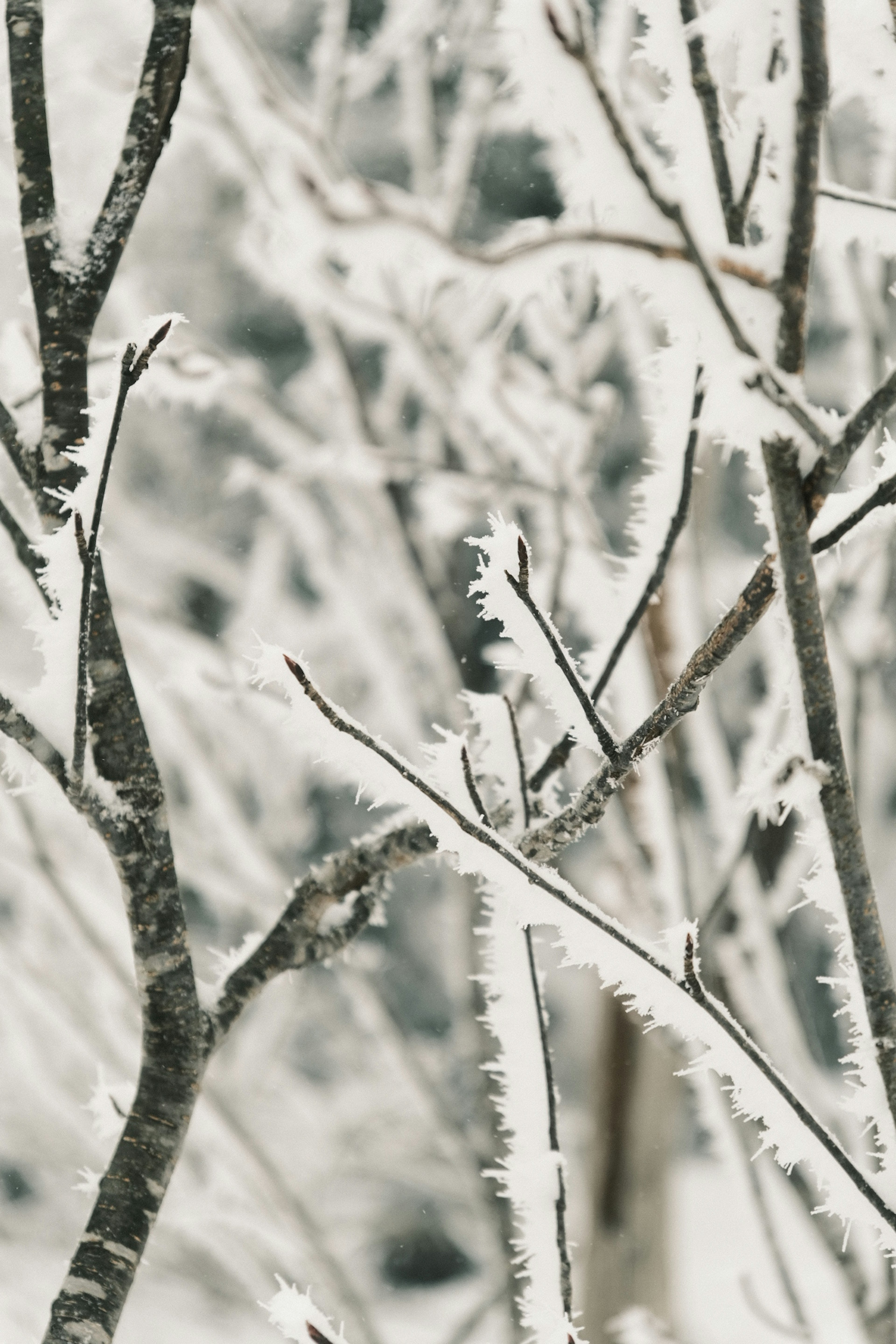 雪に覆われた木の枝のクローズアップ