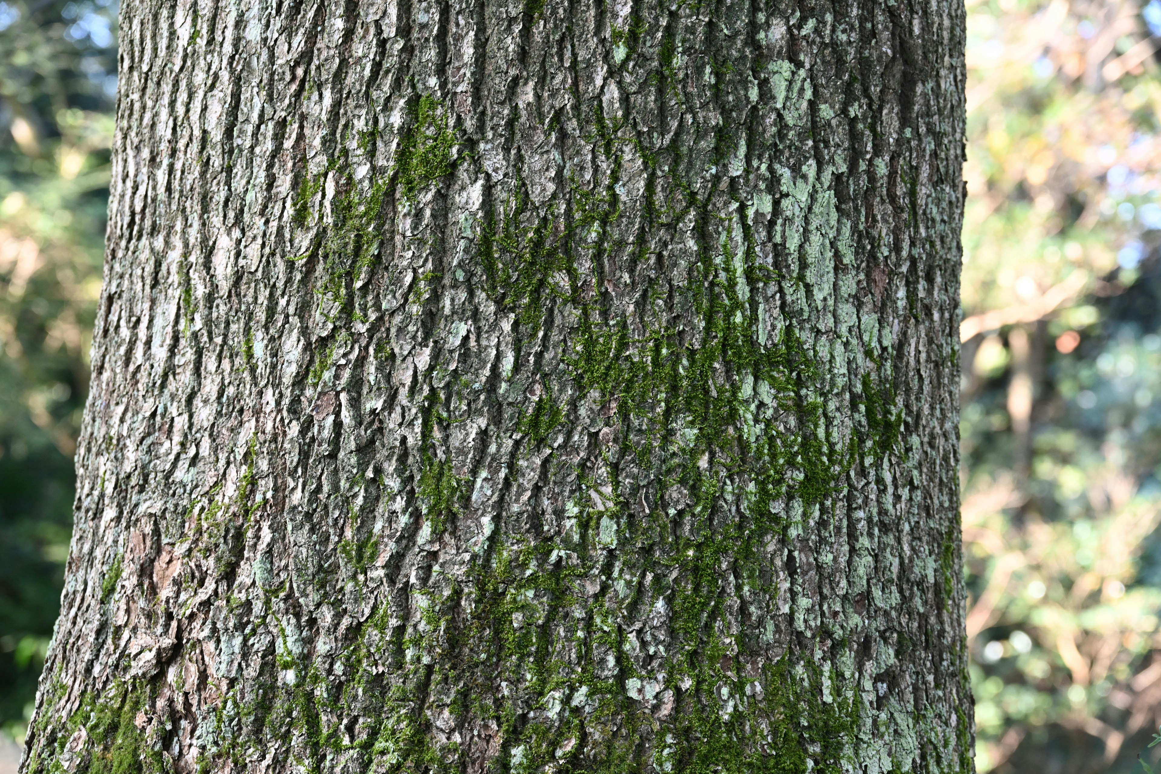 Texture détaillée d'un tronc d'arbre avec de la mousse visible