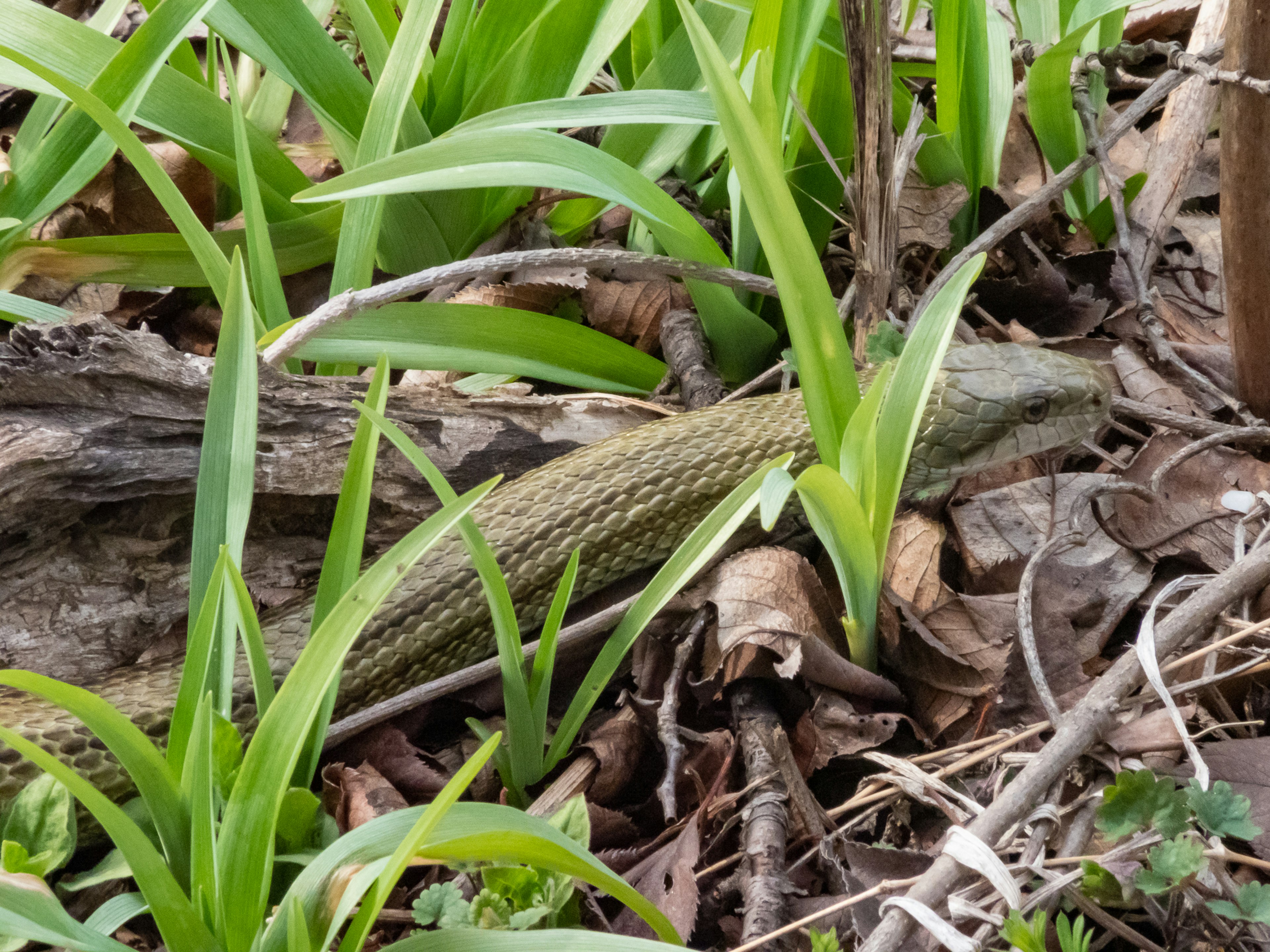 Kadal yang tersembunyi di antara rumput hijau dan daun