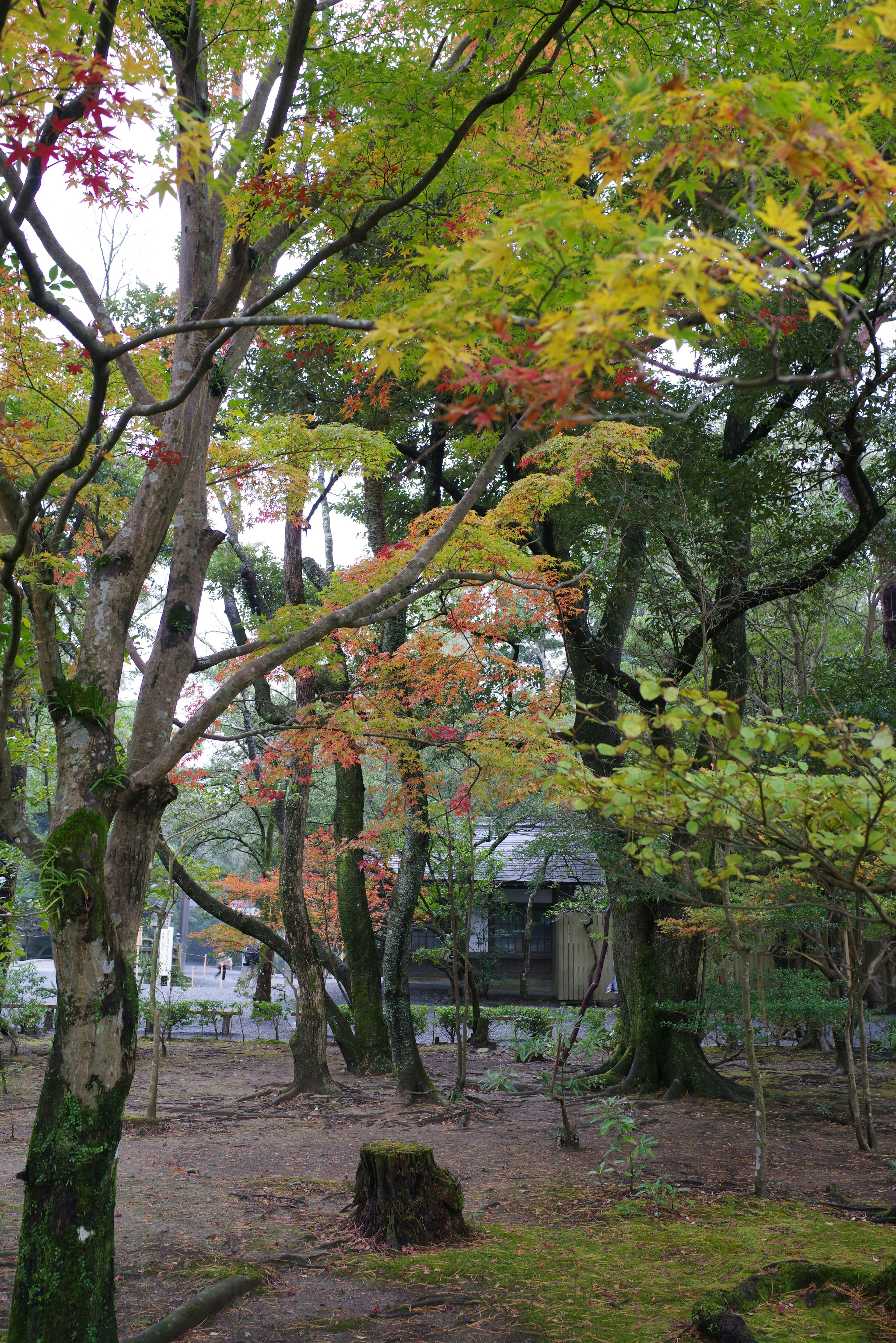 Une scène de parc sereine avec des arbres aux feuilles vertes et jaunes