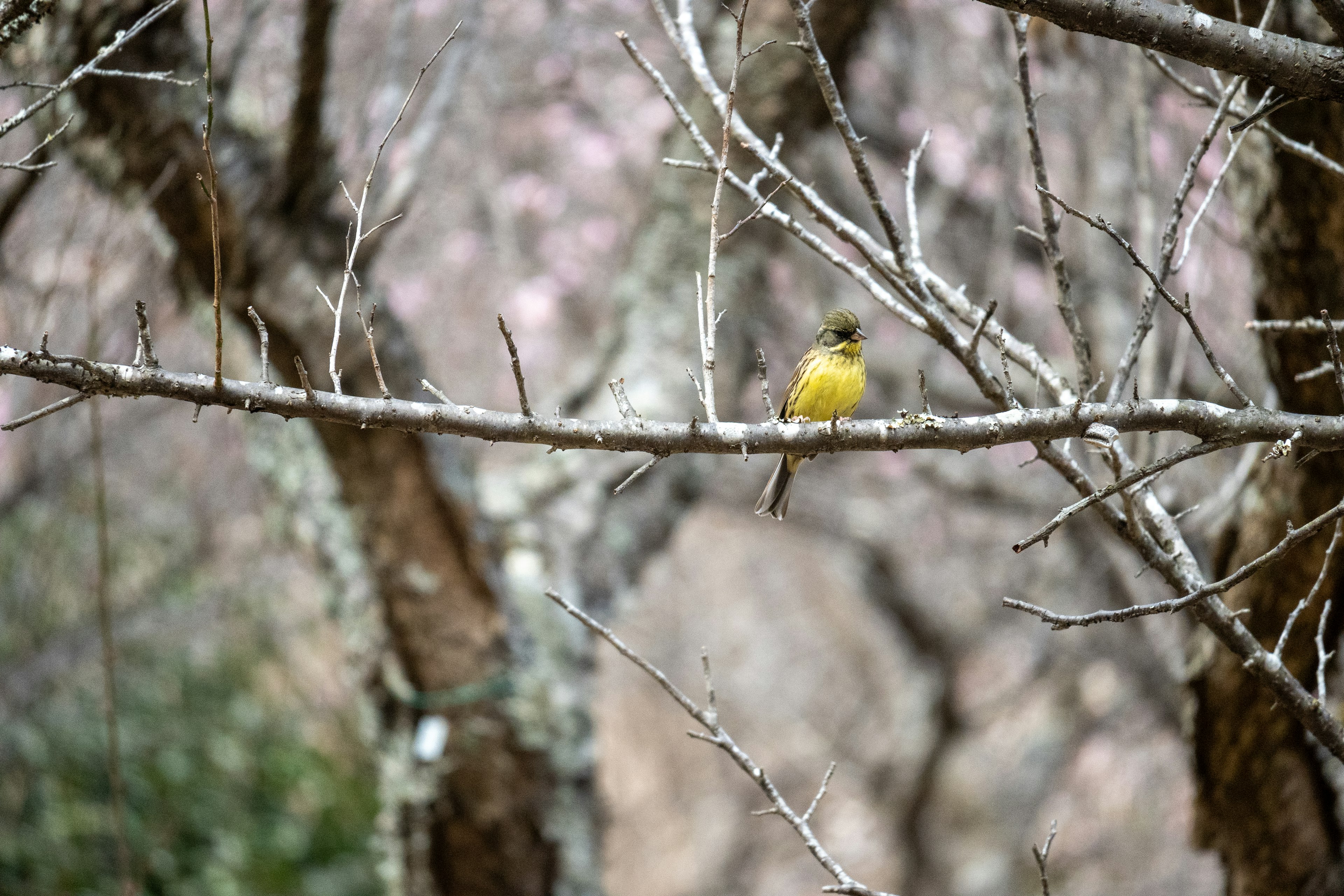 Ein kleiner gelber Vogel sitzt auf einem Ast in einer Winterszene