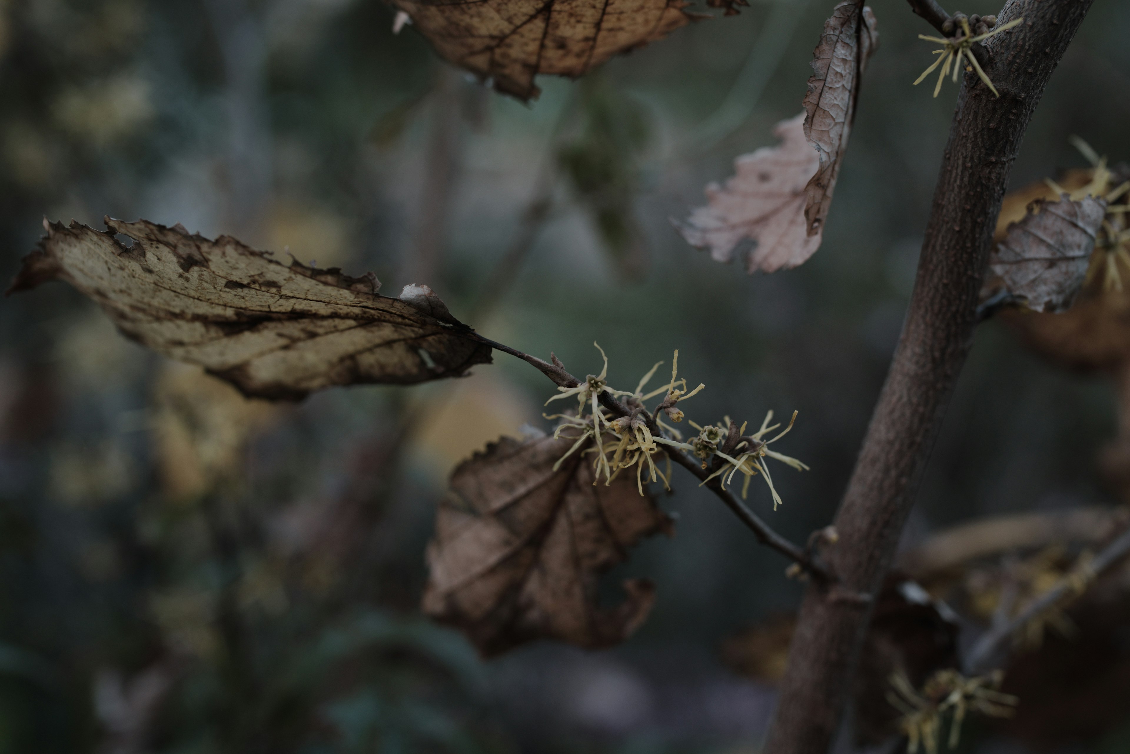 一根帶有黃色花朵和枯葉的樹枝，背景昏暗