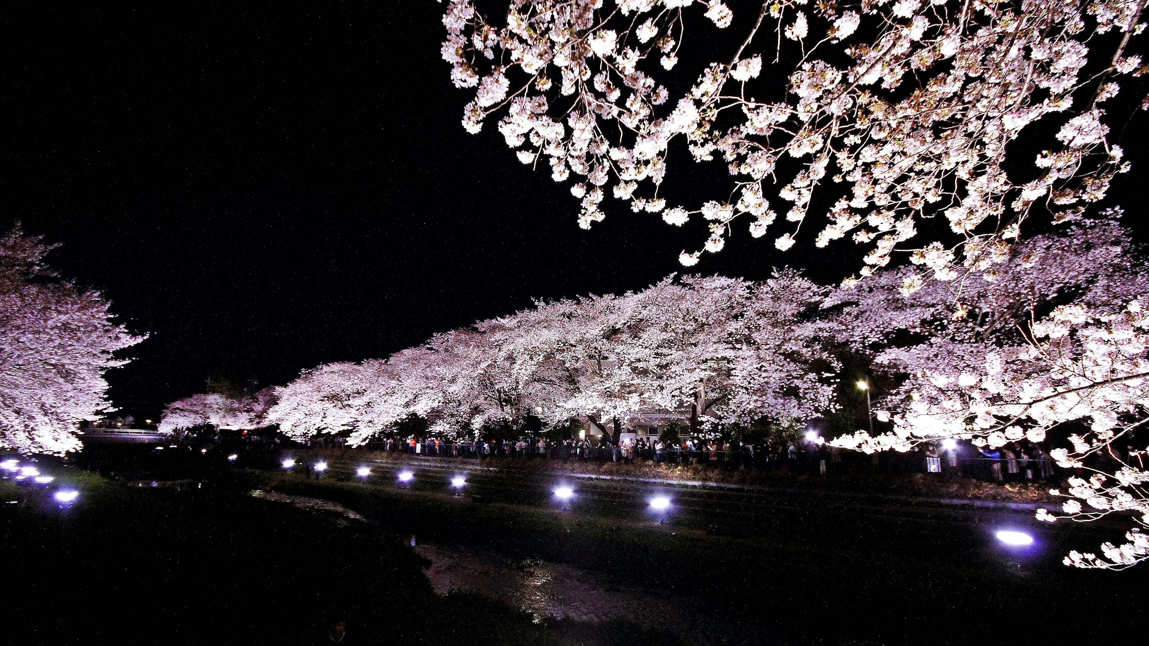 夜桜の美しい風景とライトアップされた桜の木々