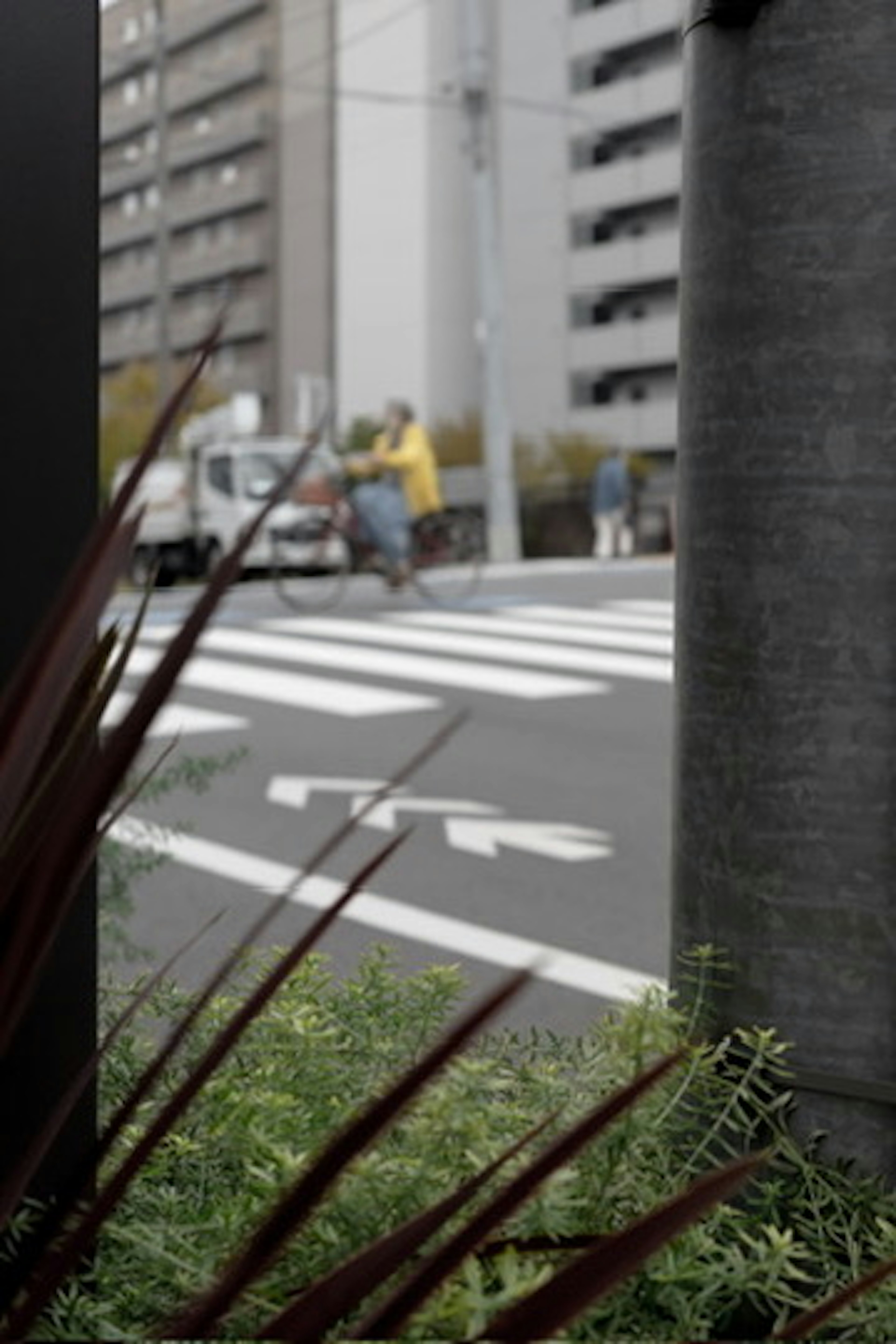 Close-up of a crosswalk and plants at a street corner