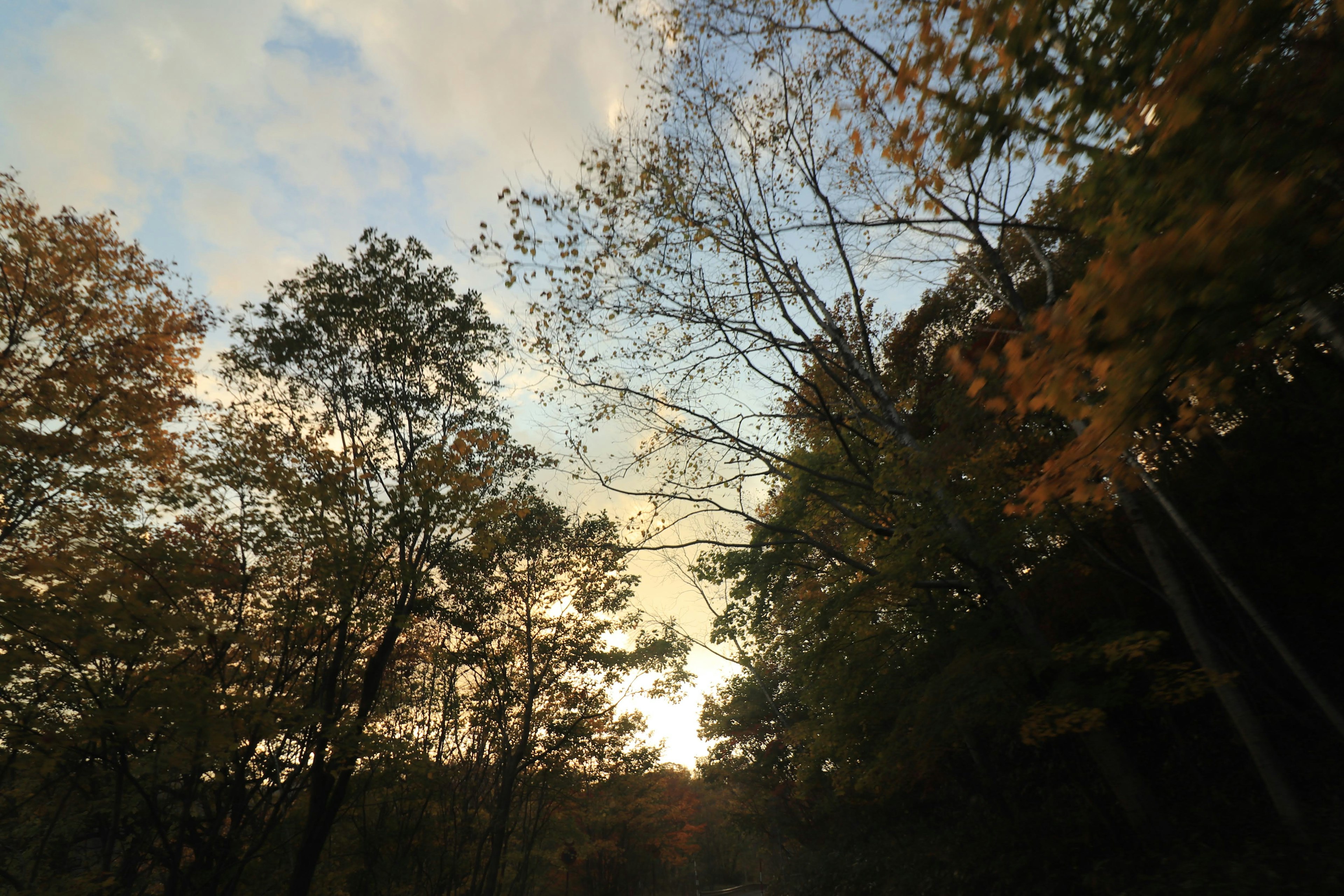 Scène forestière d'automne avec coucher de soleil visible à travers les arbres lumière douce feuilles colorées