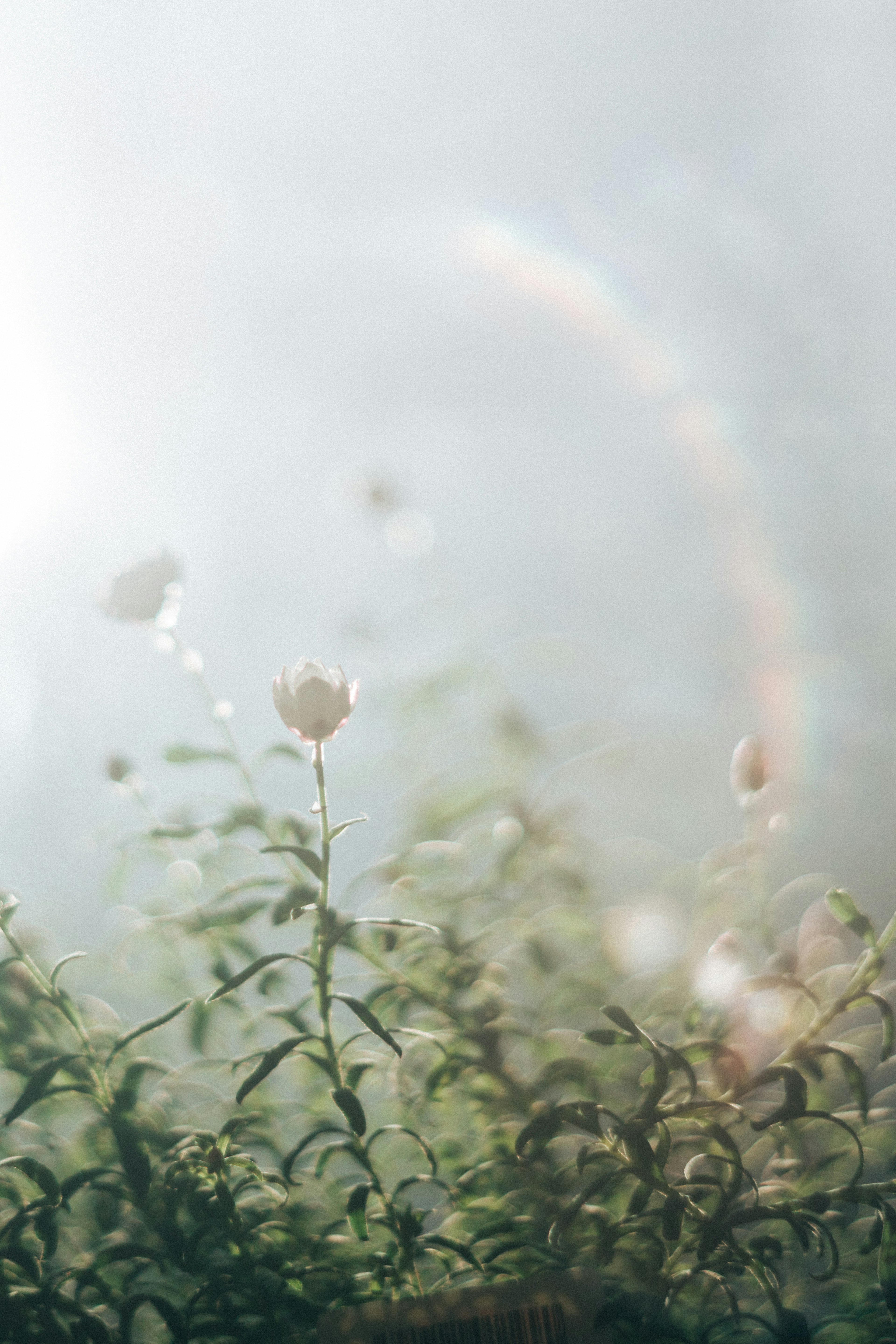 Un fiore bianco con foglie verdi su uno sfondo nebbioso